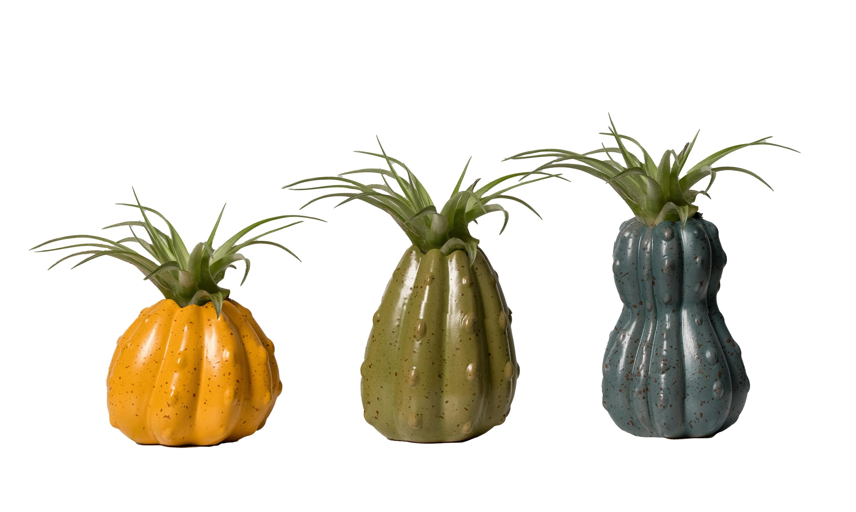 LiveTrends ASB06082 Gourd House plant in 1 -Pack Pot 1 -Pack