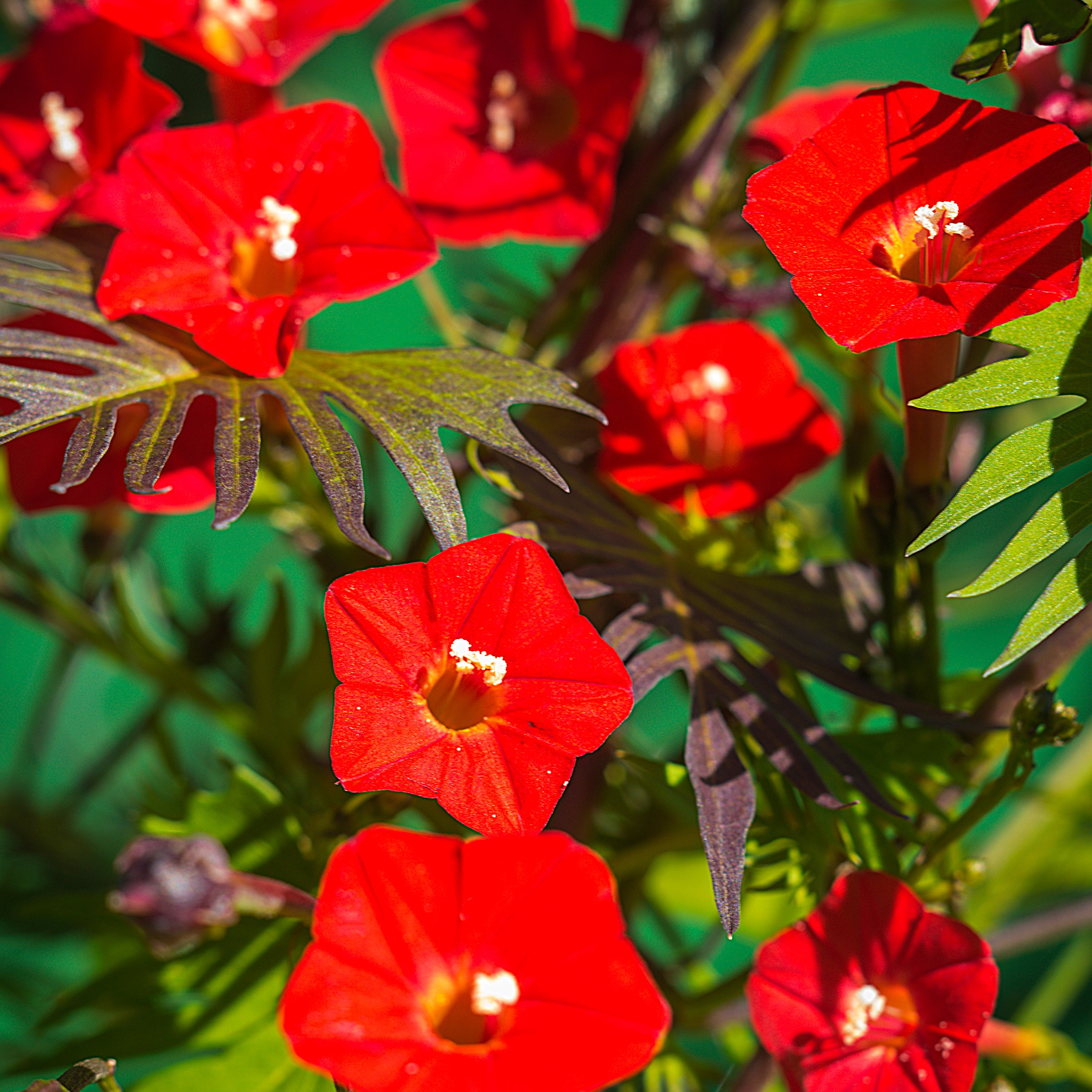 Ferry-Morse Ferry Morse Online Edition Cardinal Climber Vine Seed