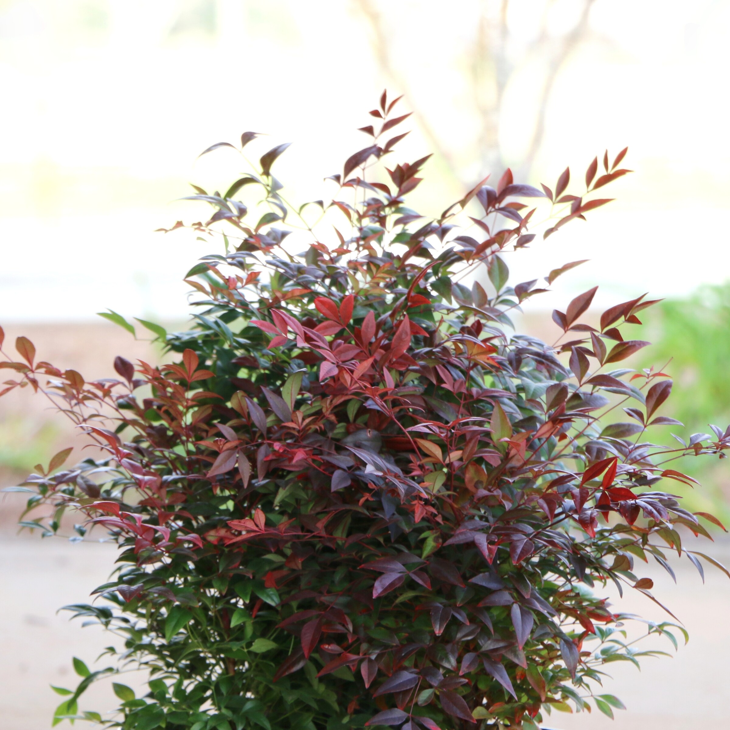 National Plant Network LW0026 shrubs - View #2