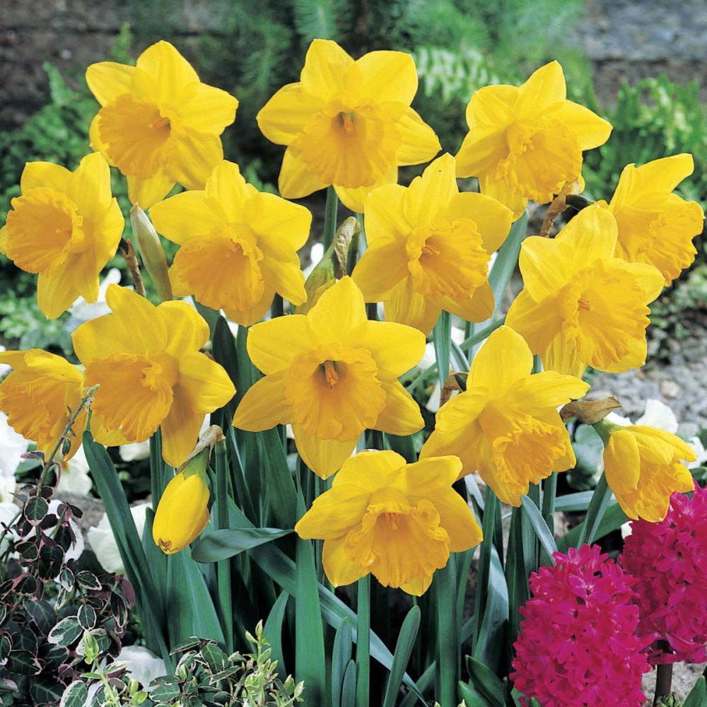 Yellow Daffodil Narcissus Mixed Plants, Bulbs & Seeds at Lowes.com