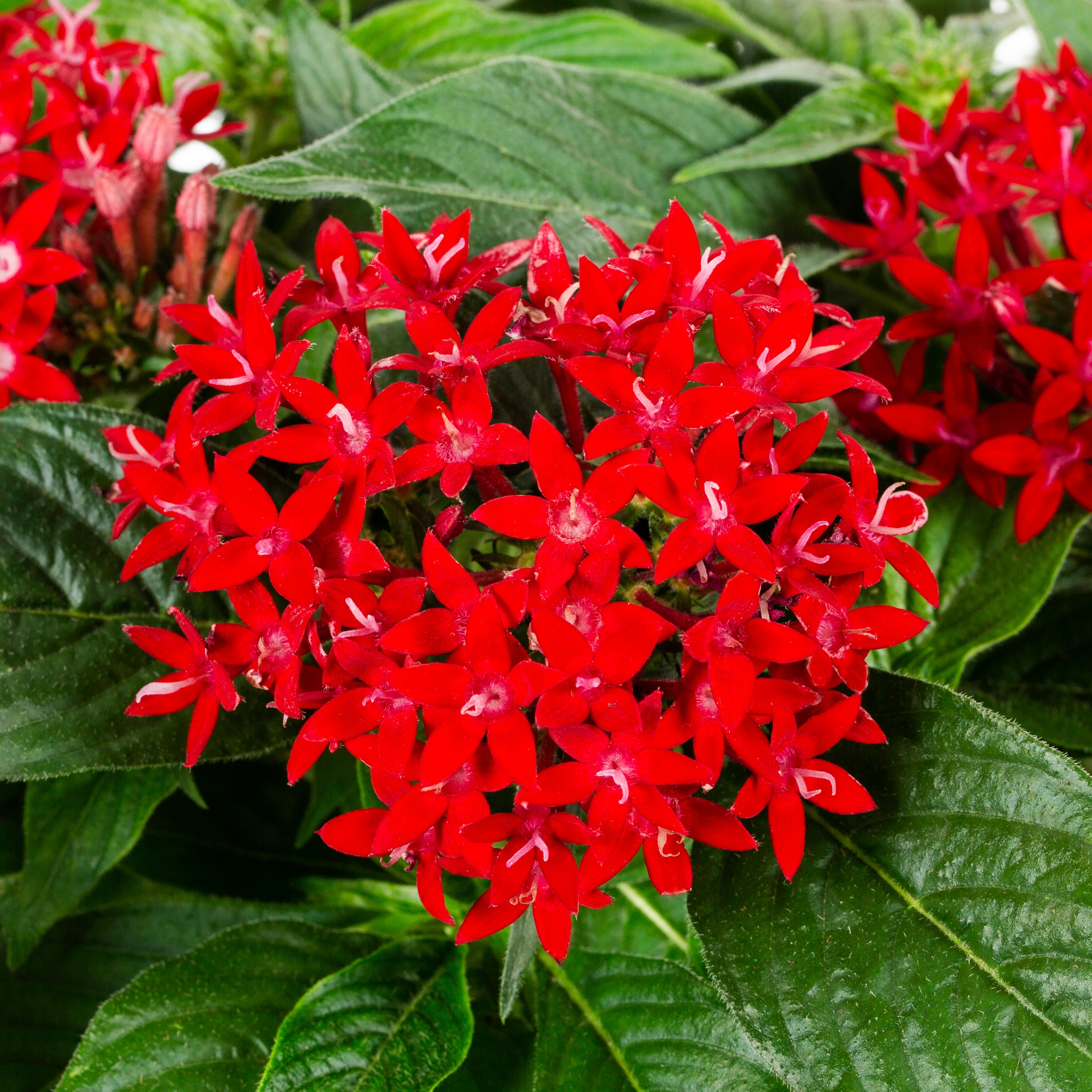 Lowe's Multicolor Pentas Plant in 1-Gallon Pot NURSERY at Lowes.com