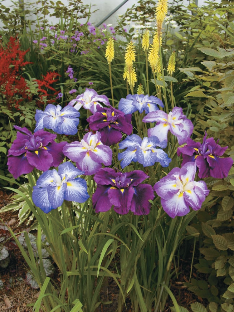 Spring Hill Nurseries 89446 perennials - View #4