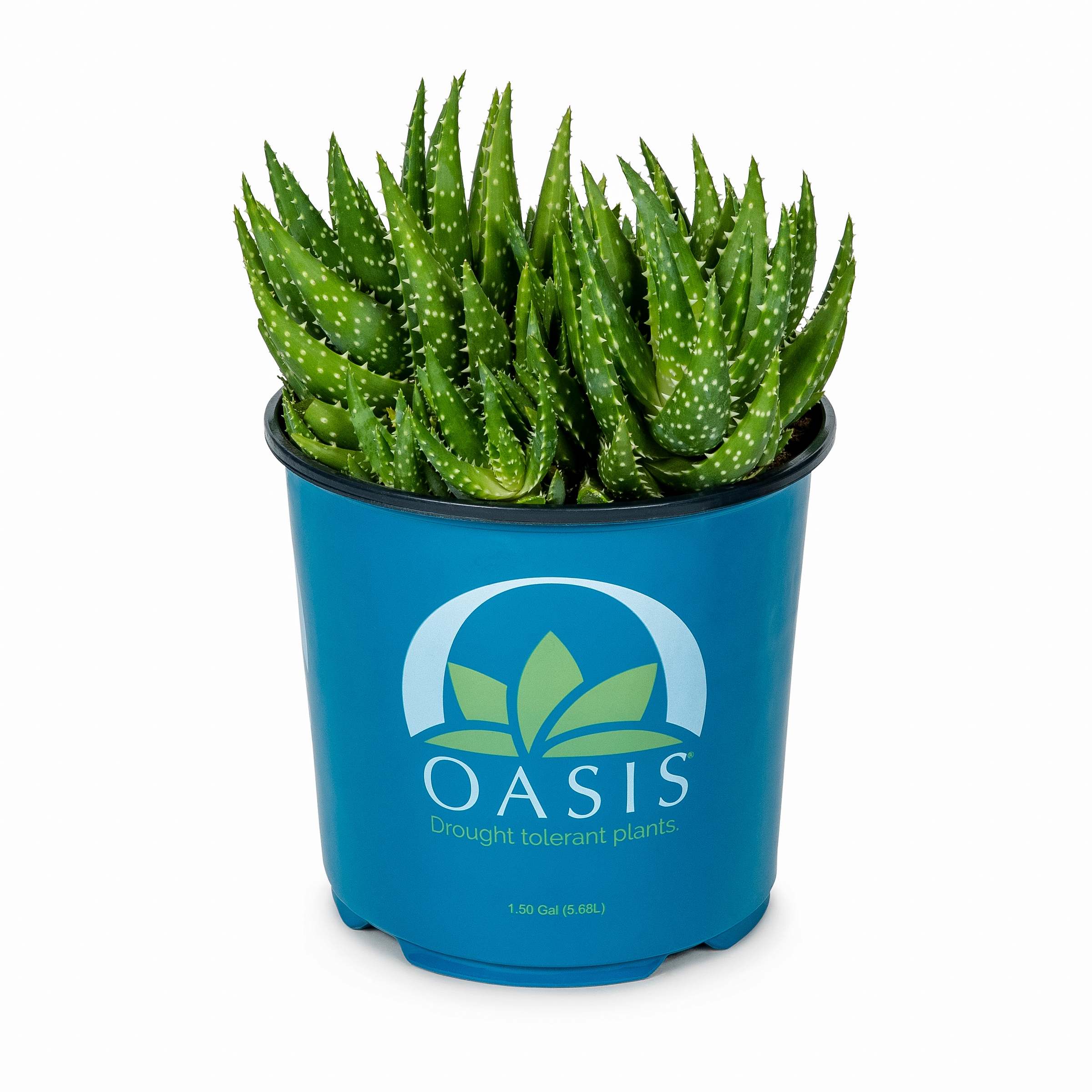 Lowe's 46900 Cacti-Succulents - View #9