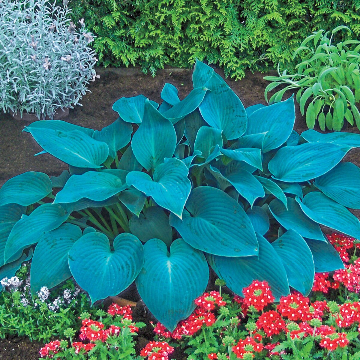 Breck's 90351 perennials - View #2