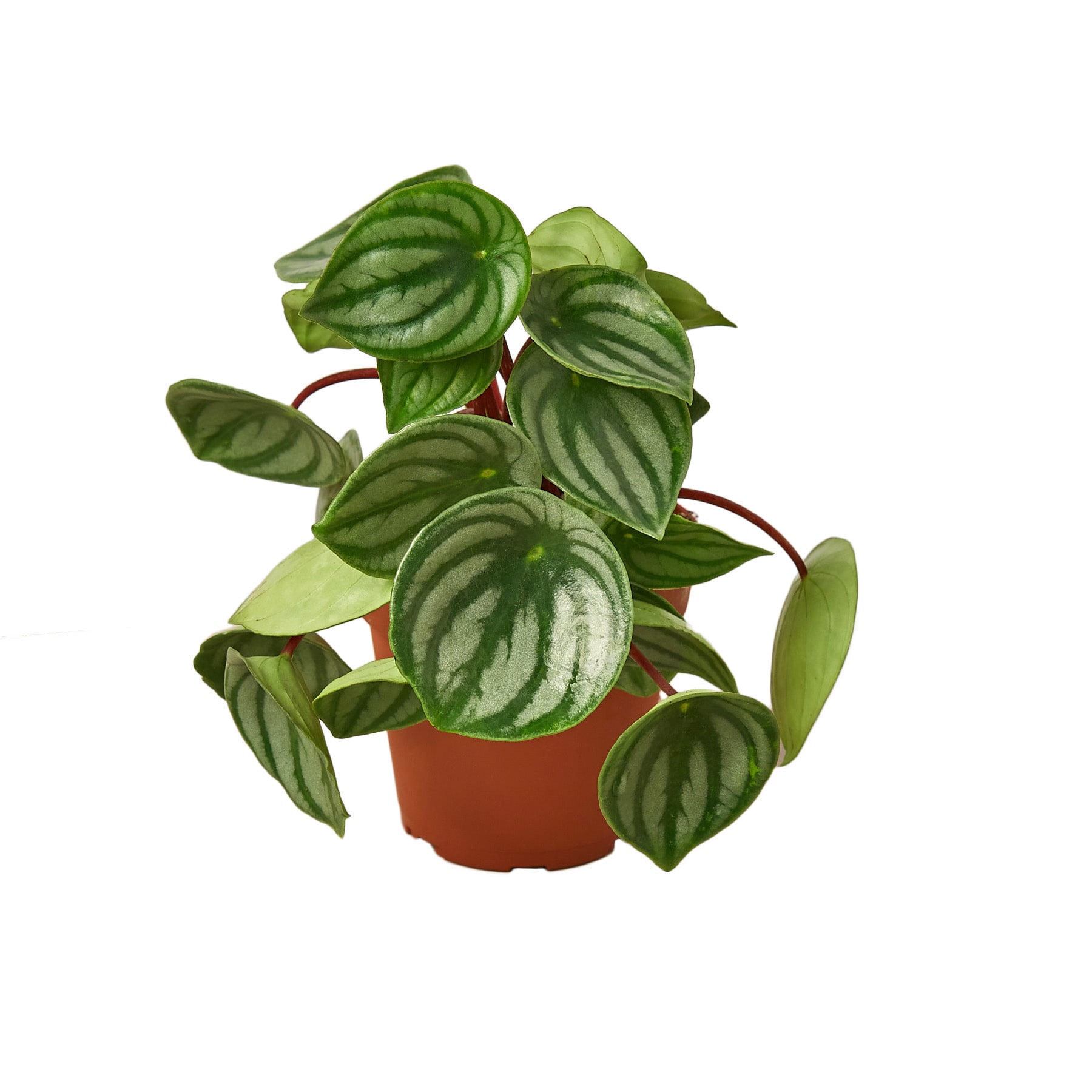 House Plant Shop 153 Peperomia Watermelon House Plant in 1-Pack Pot