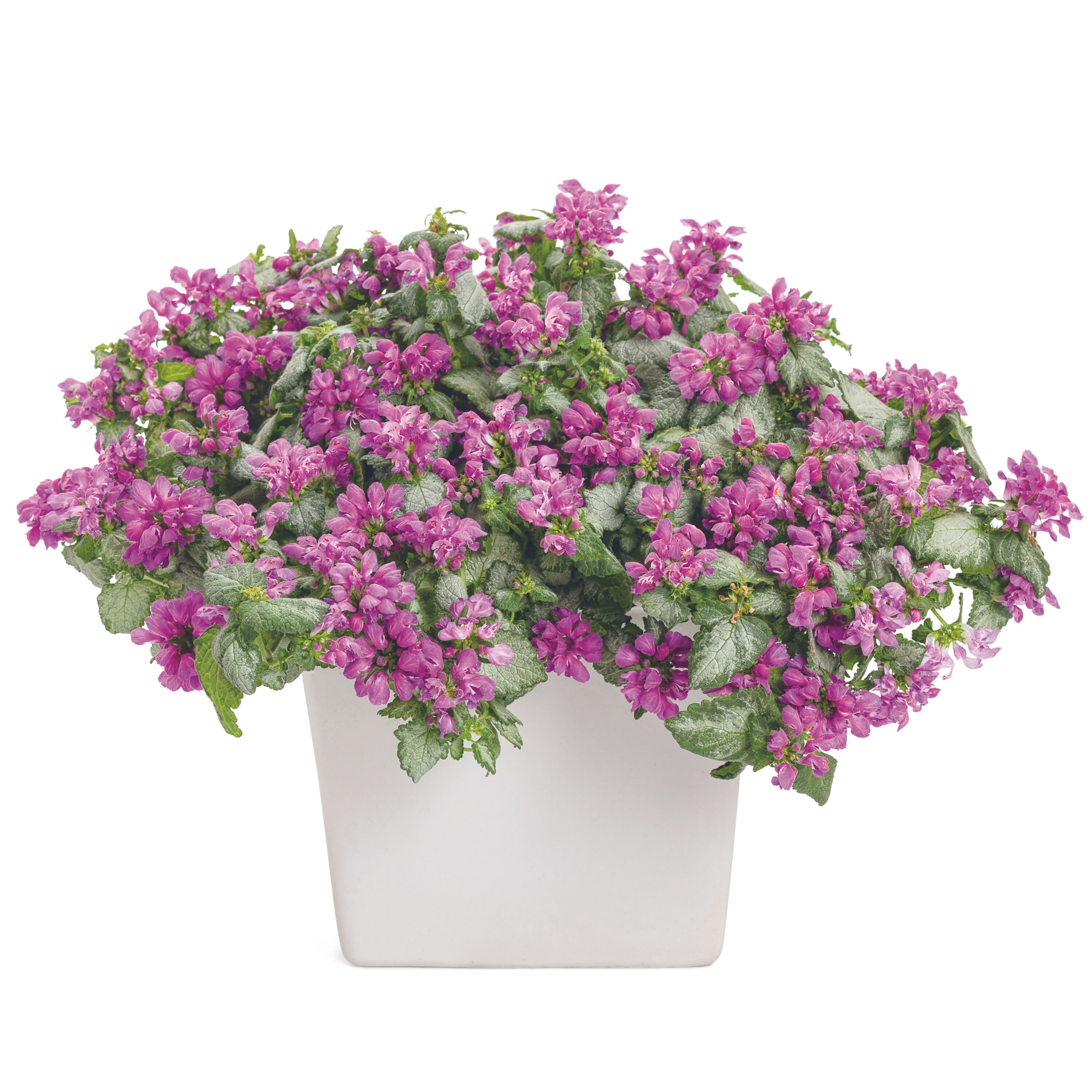 Proven Winners LMIPRS2017103 perennials - View #4
