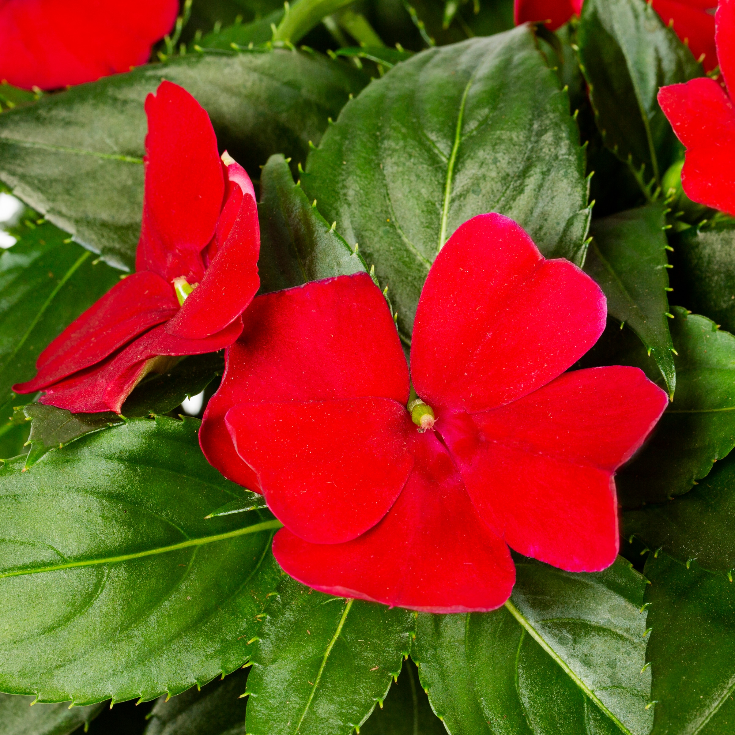 Lowe's 206616 annuals - View #8