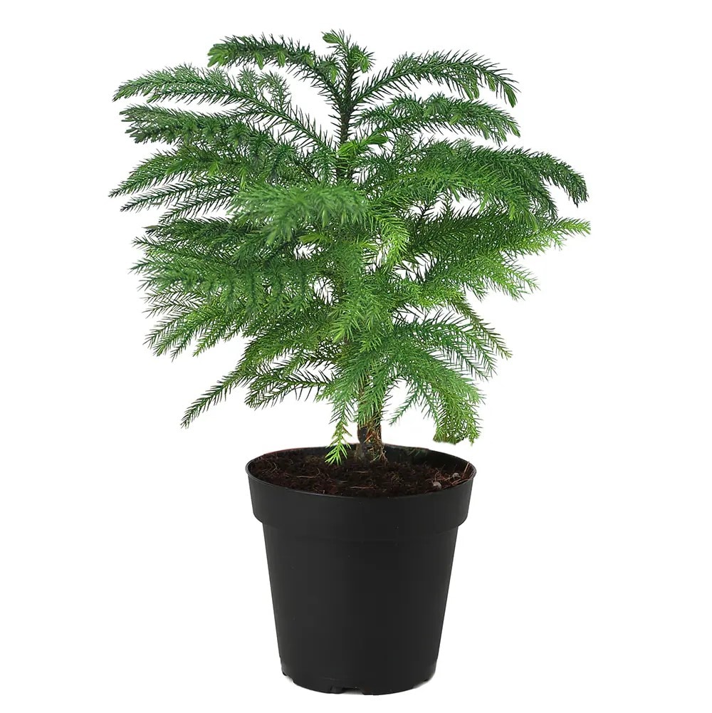 Holiday Living NURSERY Norfolk Island Pine House plant in 1.75 Gallon(s) Pot