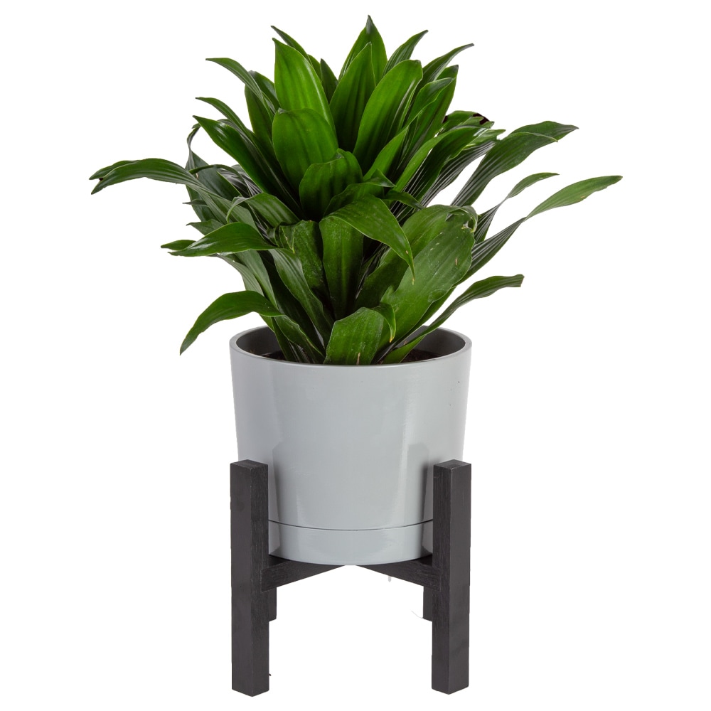 hel Tien jaar Toelating Costa Farms Dracaena Janet Craig House Plant in 6-in Planter in the House  Plants department at Lowes.com