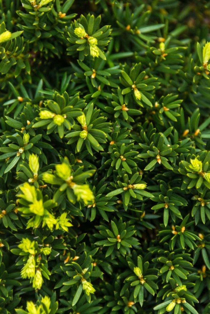 Spring Hill Nurseries 83446 shrubs - View #3