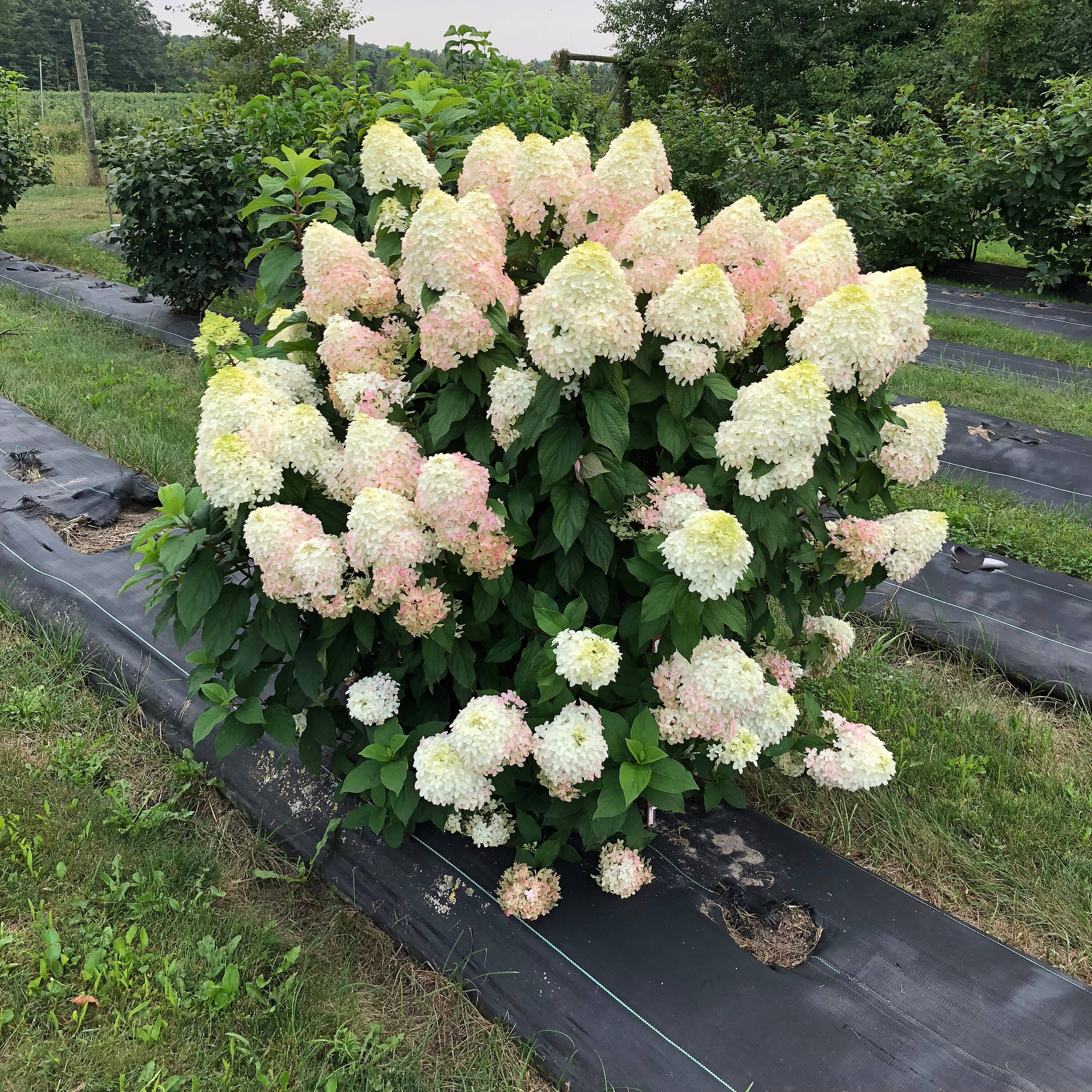 Proven Winners Multicolor Quick Fire Fab Panicle Hydrangea (Paniculata