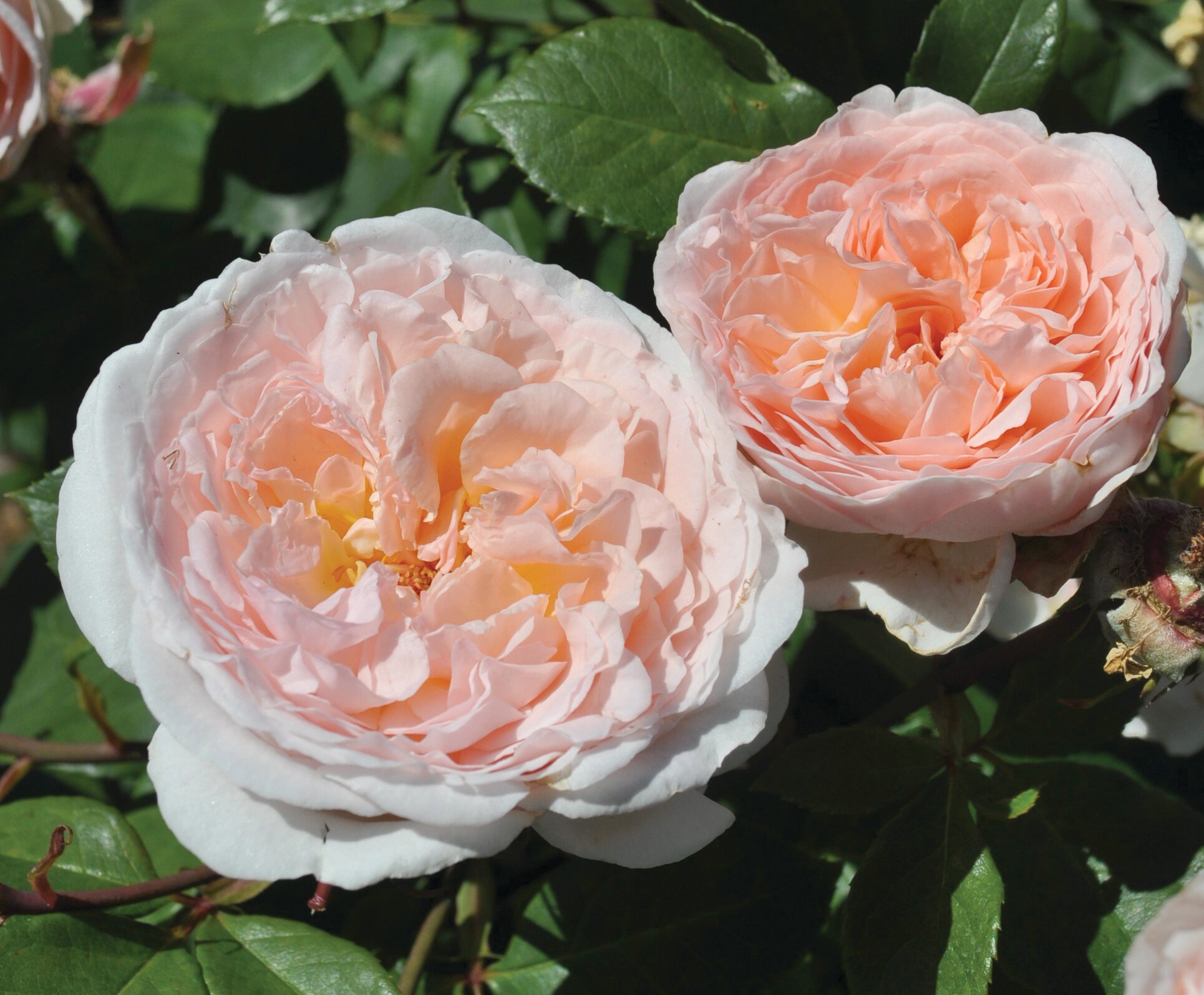 National Plant Network LW1388 roses - View #5