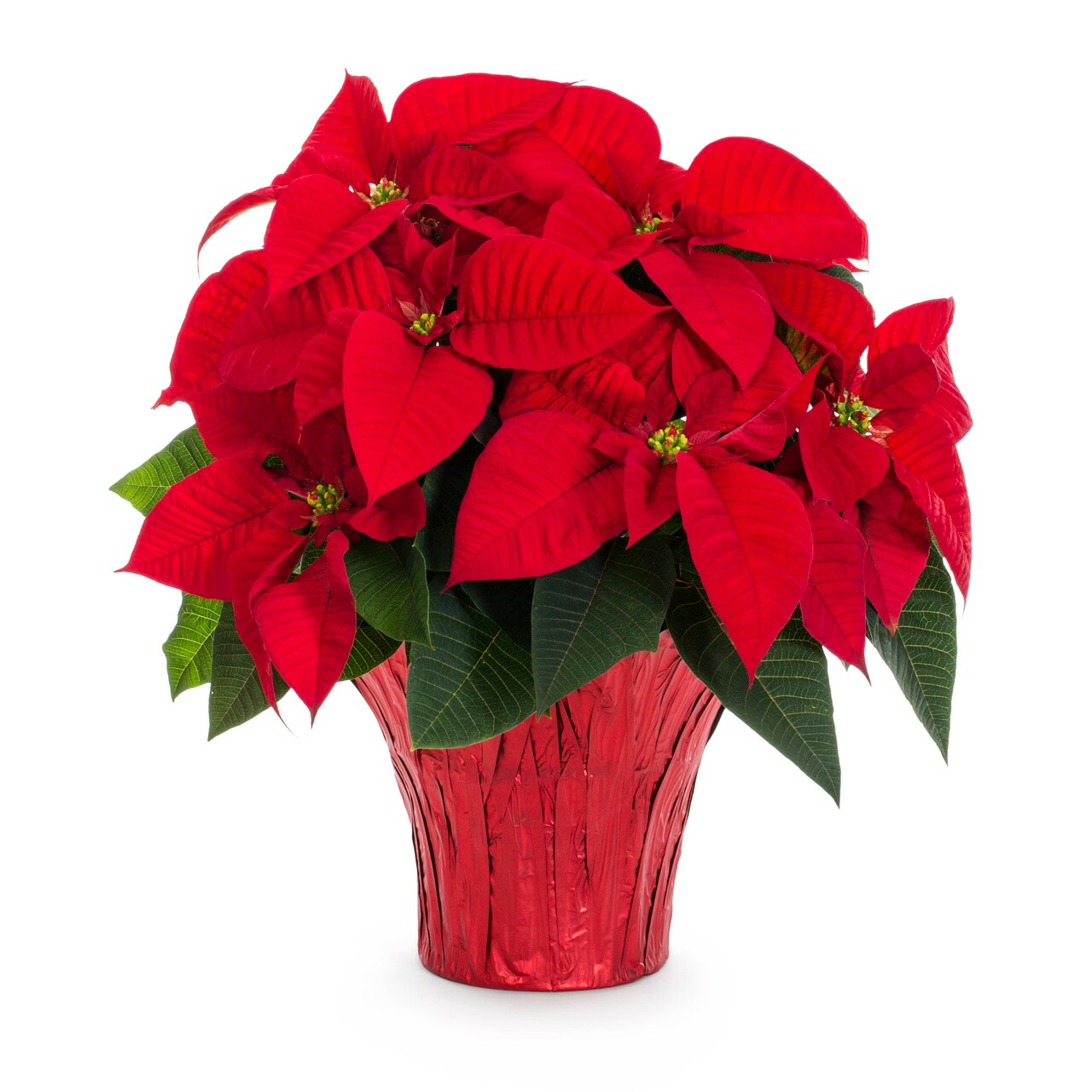  5460147 Fresh-Cut-Christmas-Decorations - View #3