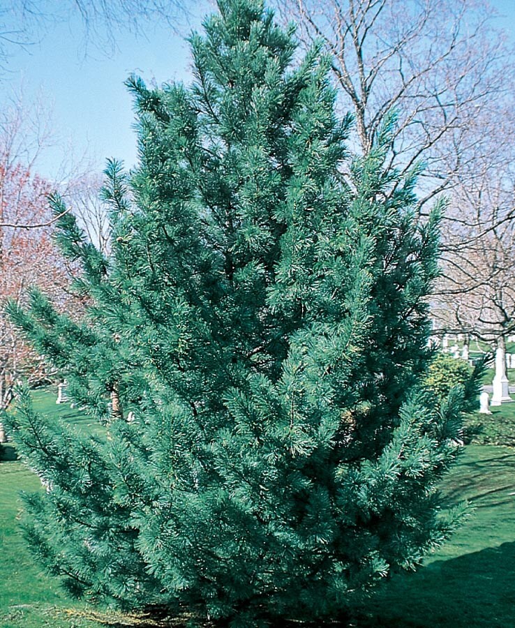  NURSERY 9.55-Gallon Insignificant Feature Tree Vanderwulf's Pyramid Limber Pine