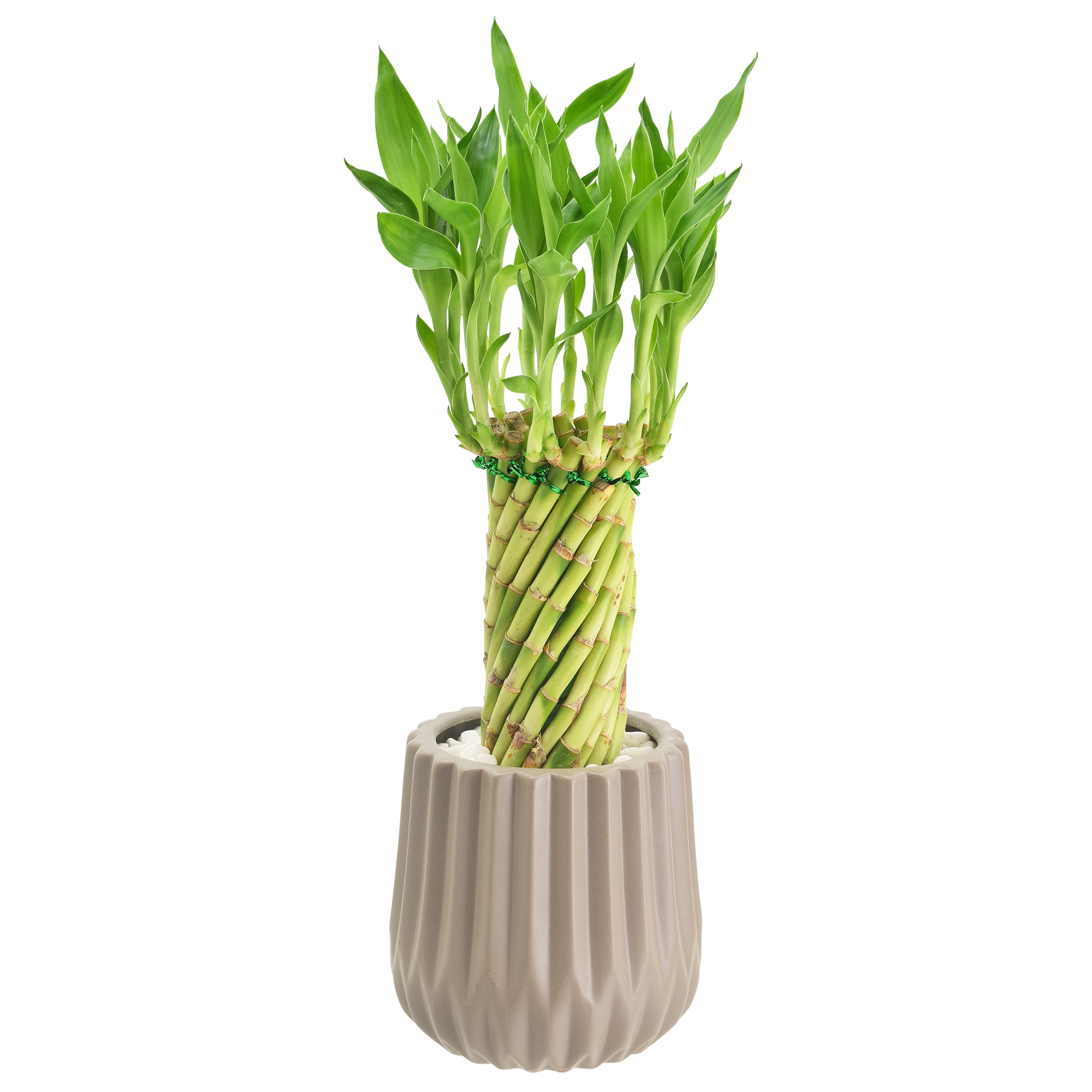 Tornado Lucky Bamboo in Tan Ceramic Planter