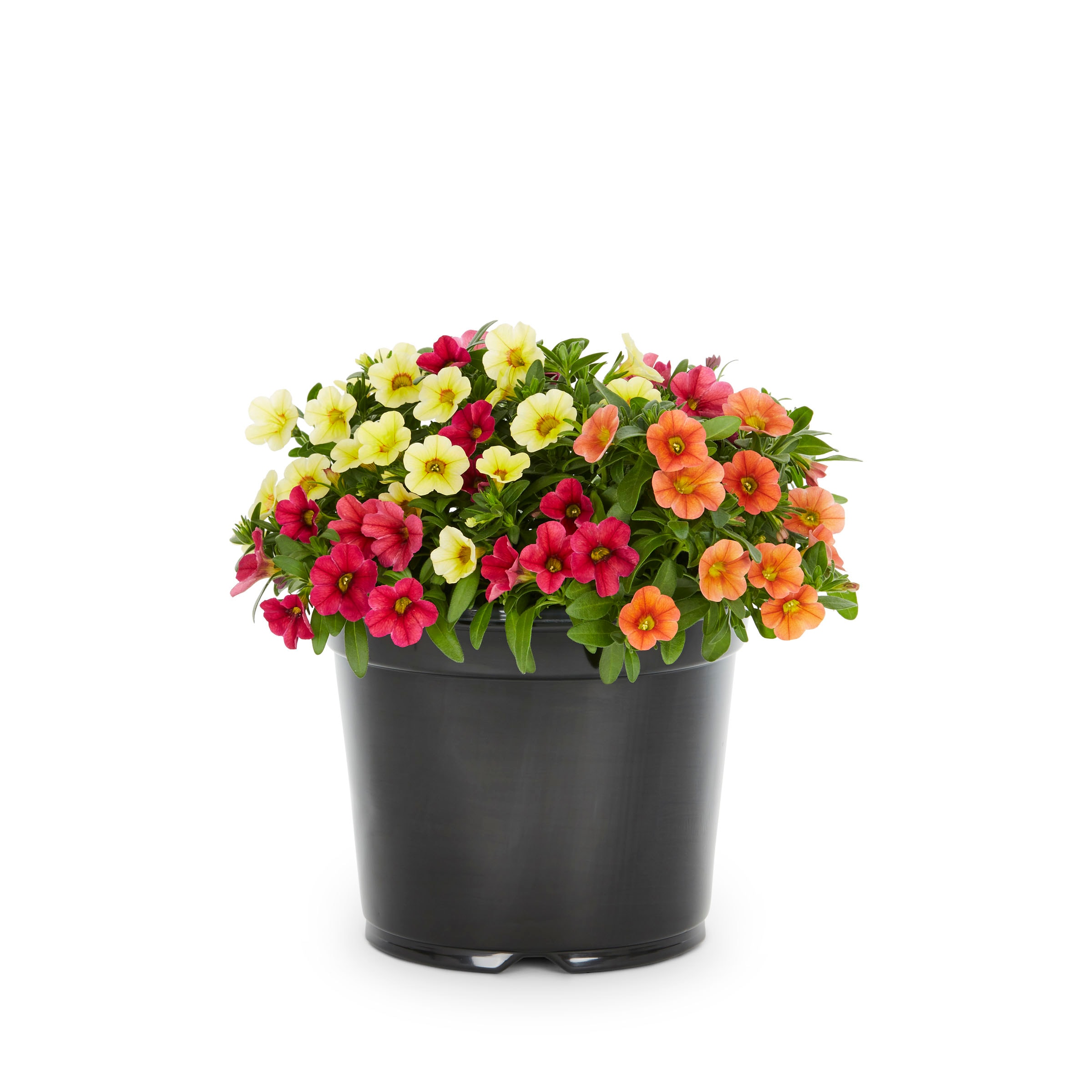 Ready Refill NURSERY Multicolor Mixed Annuals Combinations in 3-Quart Pot