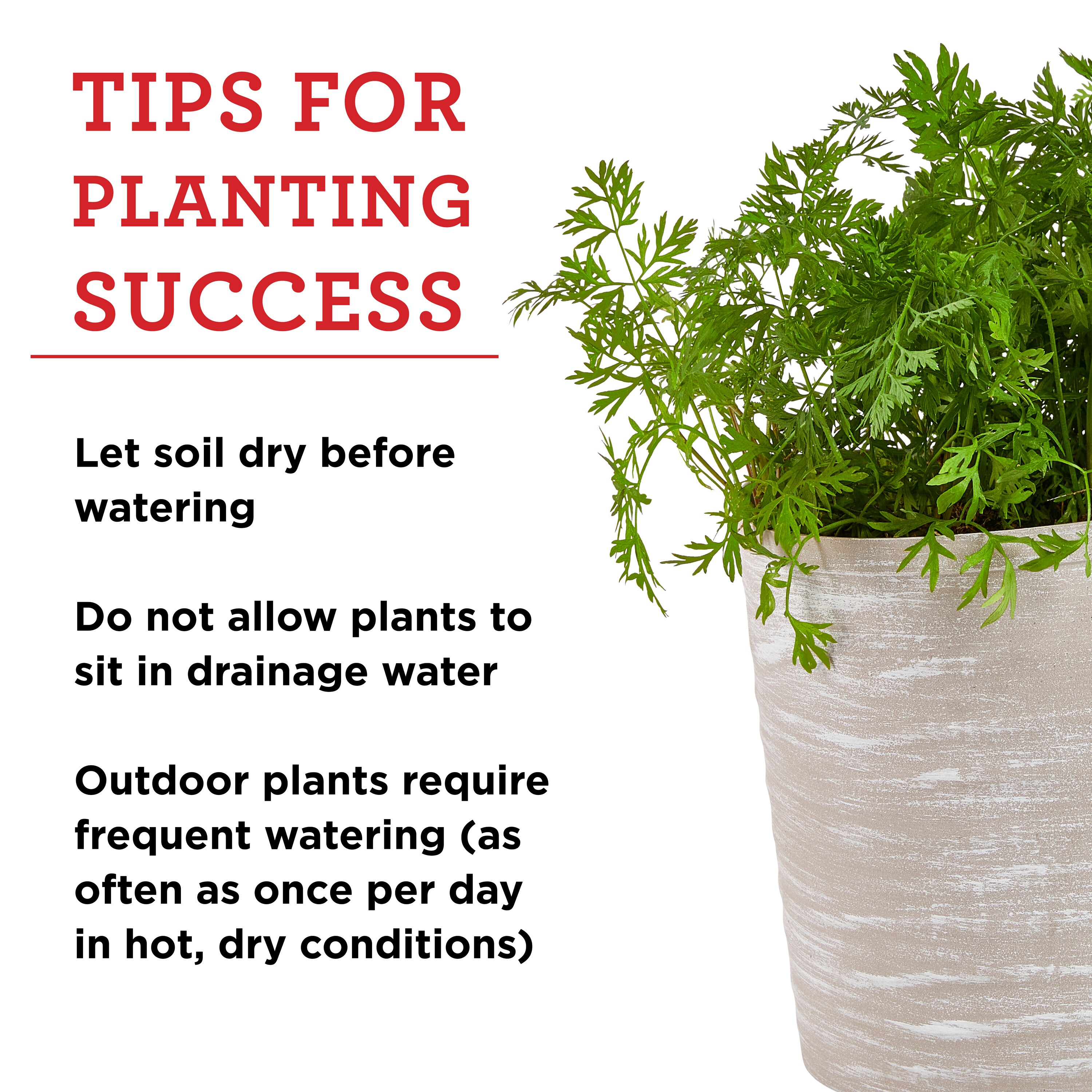 4 Basic Tips for Aspiring Plant Moms – Click & Grow