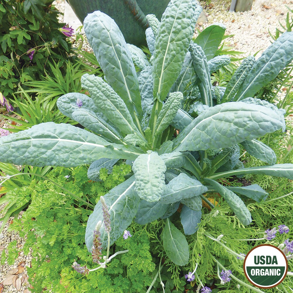 Ferry-Morse LC25.9533 Vegetable-Herb-Seeds - View #3