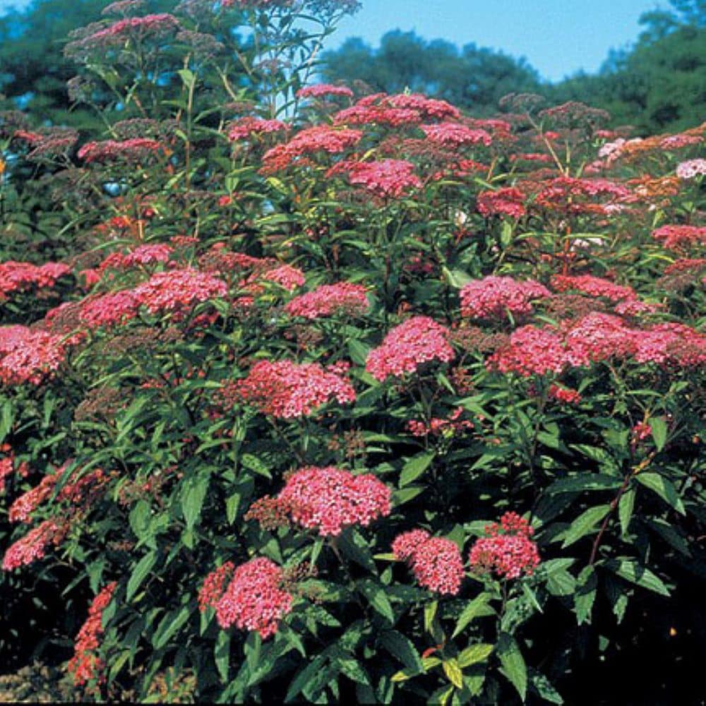 O851603 shrubs - View #2