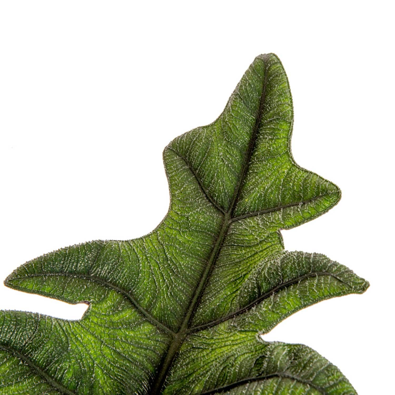 Costa Farms M-ACJ-S-MWG-01-LW hseplants - View #3