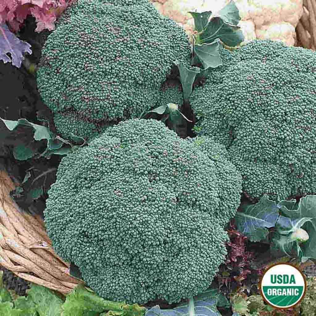 Ferry-Morse LC25.0808 Vegetable-Herb-Seeds - View #3