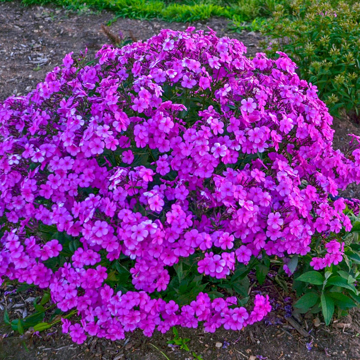 Dusty Miller Tinted Purple Metalized – La Hacienda Flowers