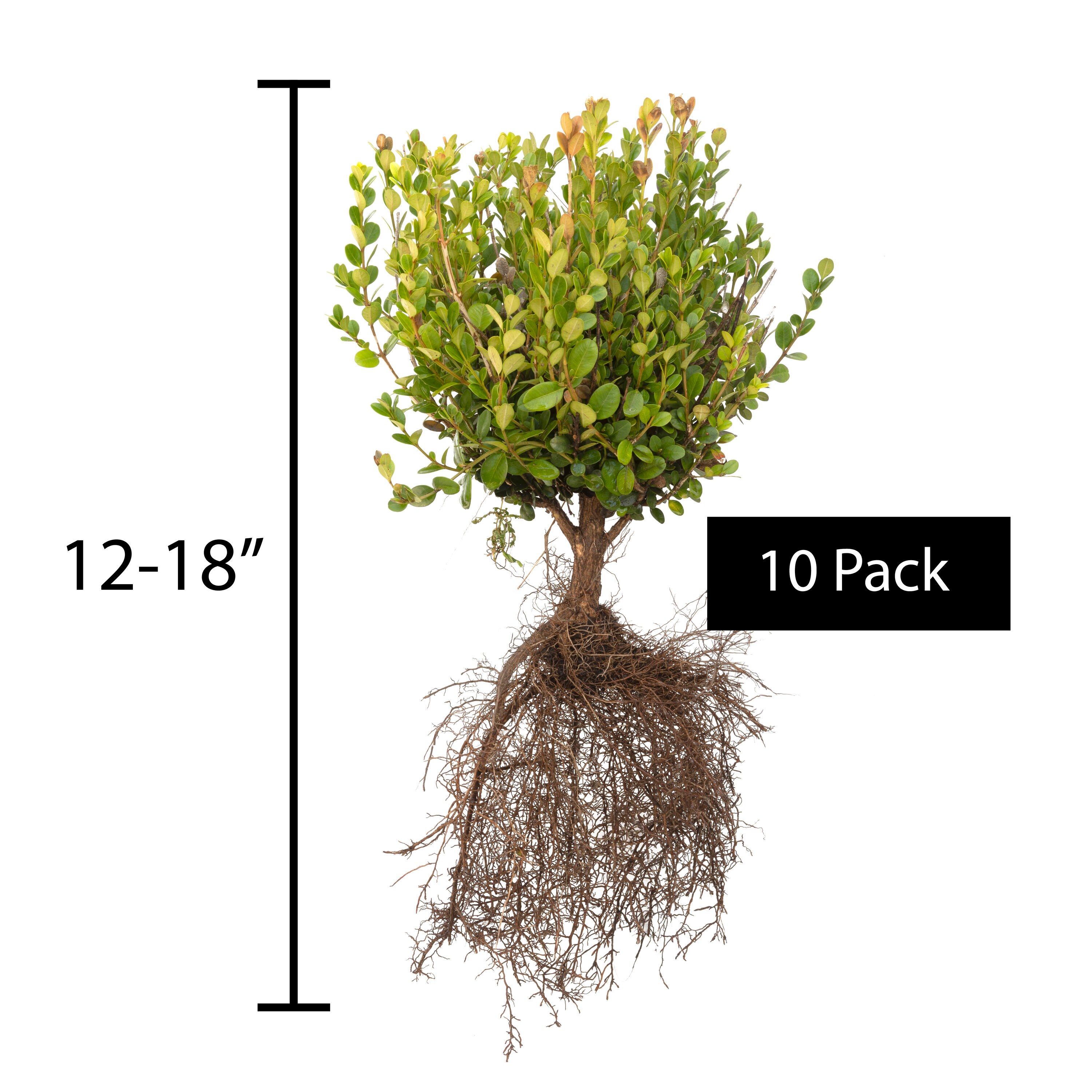 Spring Hill Nurseries 79476 shrubs - View #4
