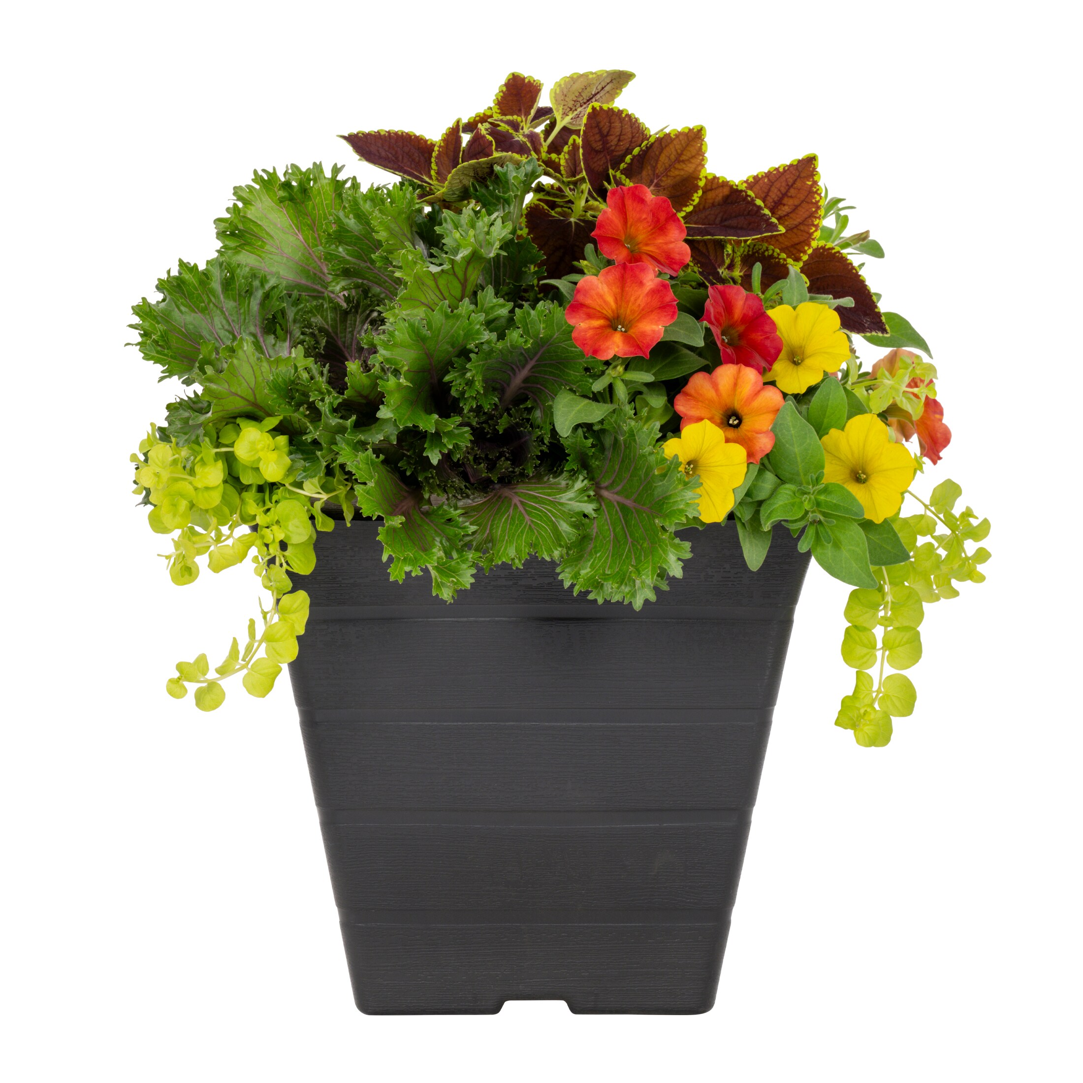 3 Gallon(s) Assorted colors Mixed Annual Combination 3 -Pack