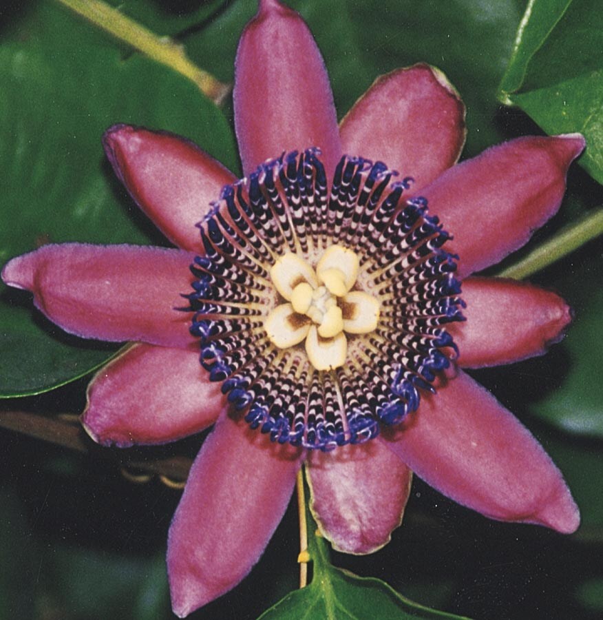 Ruby Glow Passiflora Lw00042 In The Vines Department At Lowes Com