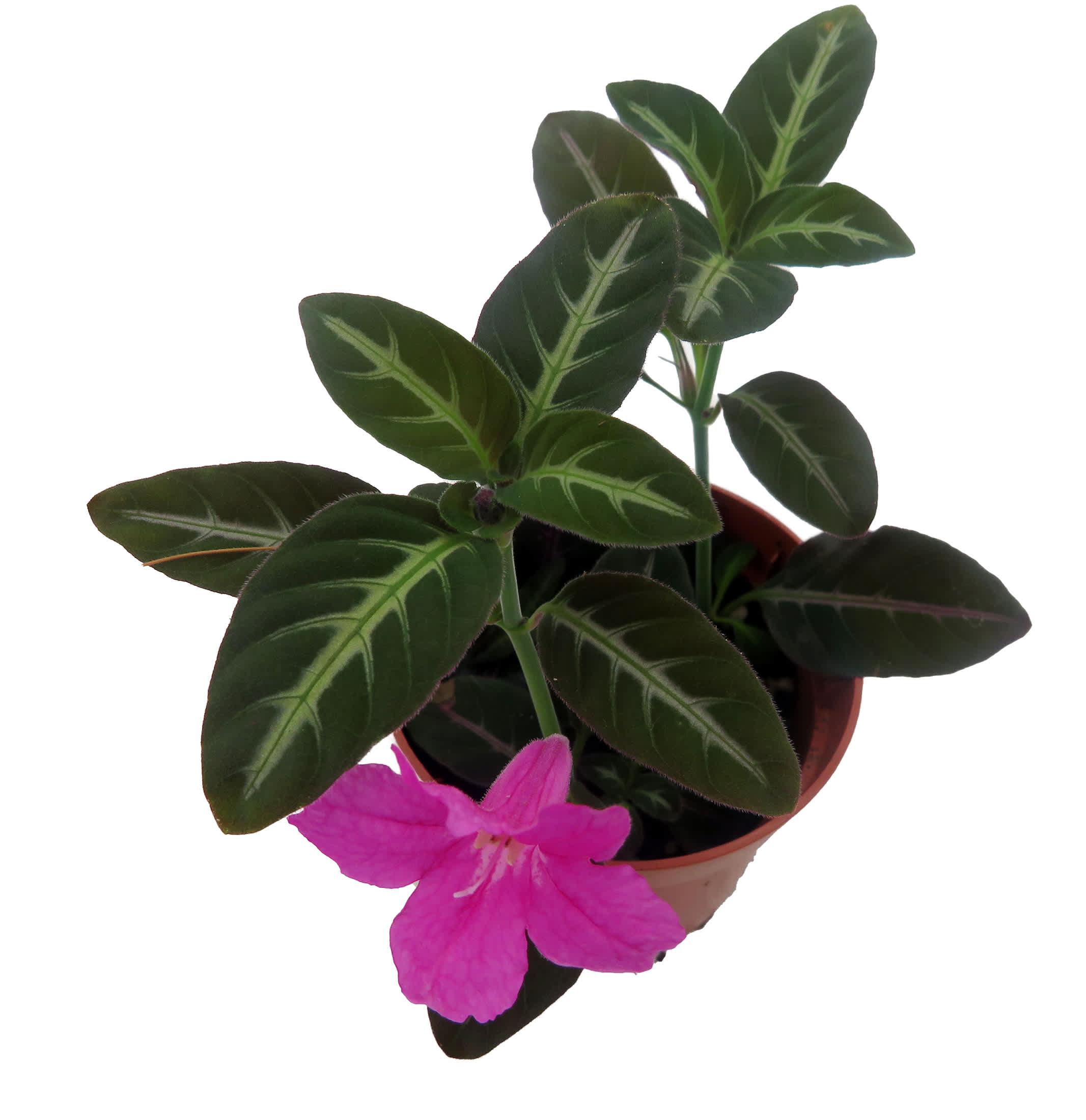 Hirt's Gardens Trailing Velvet Vine Plant Ruellia makoyana - 2.5 inch ...