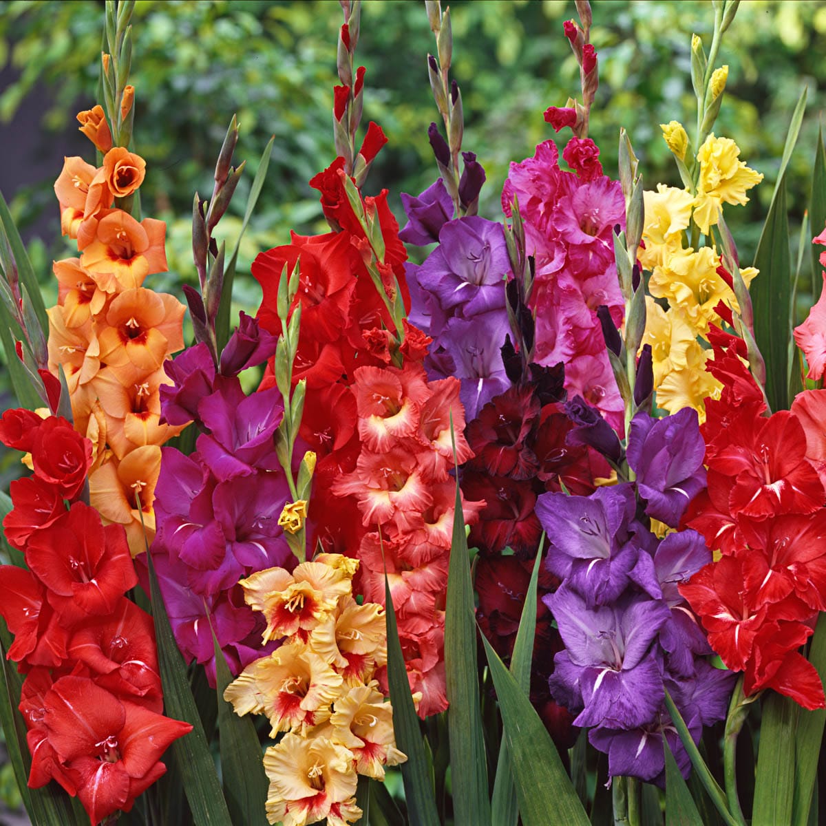 Direct Gardening 96094 Multicolor Flowering Gladiolus Dormant Bulbs 25 Count