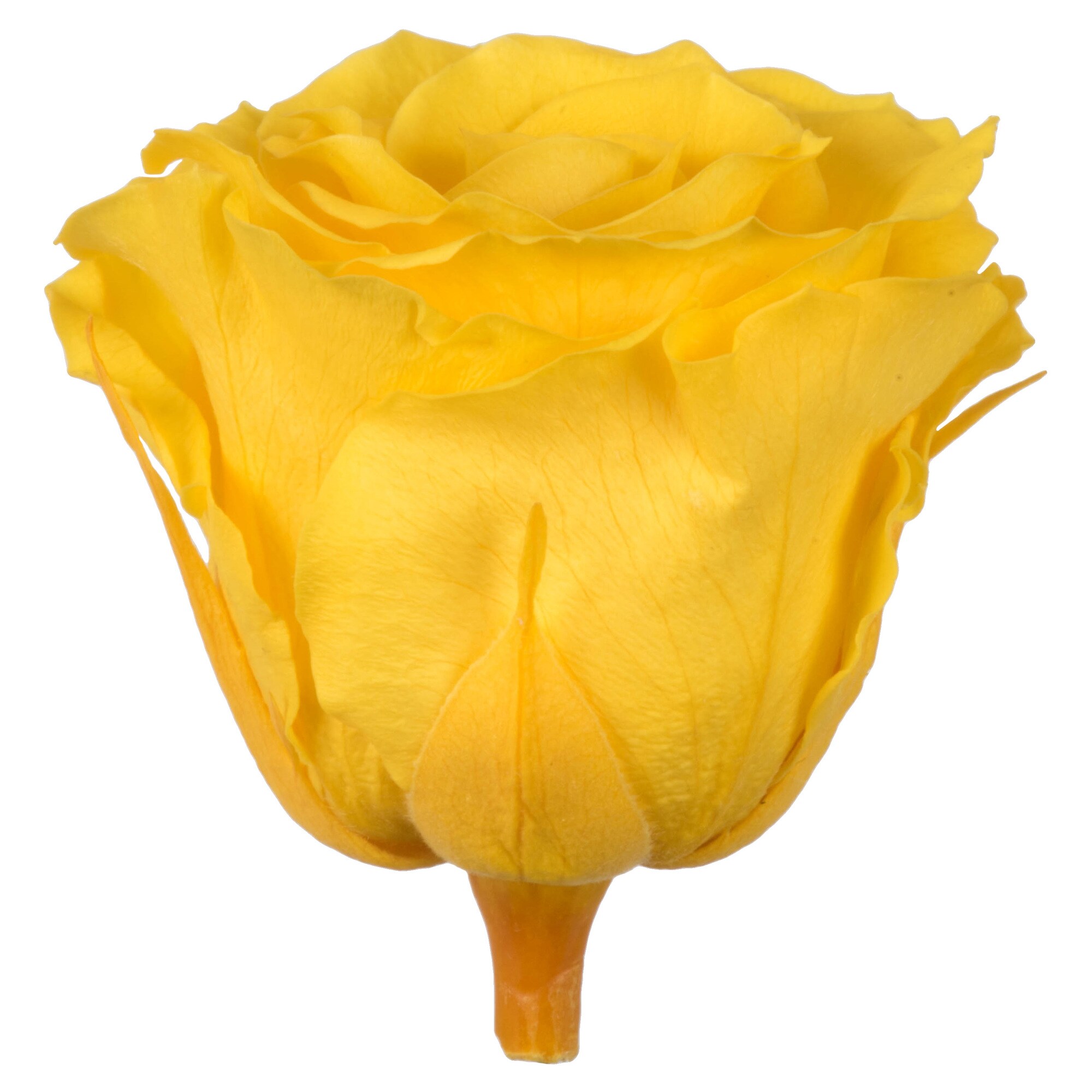 Vickerman H4ROS731 2.5-in Bright Yellow Indoor Rose Artificial Plant