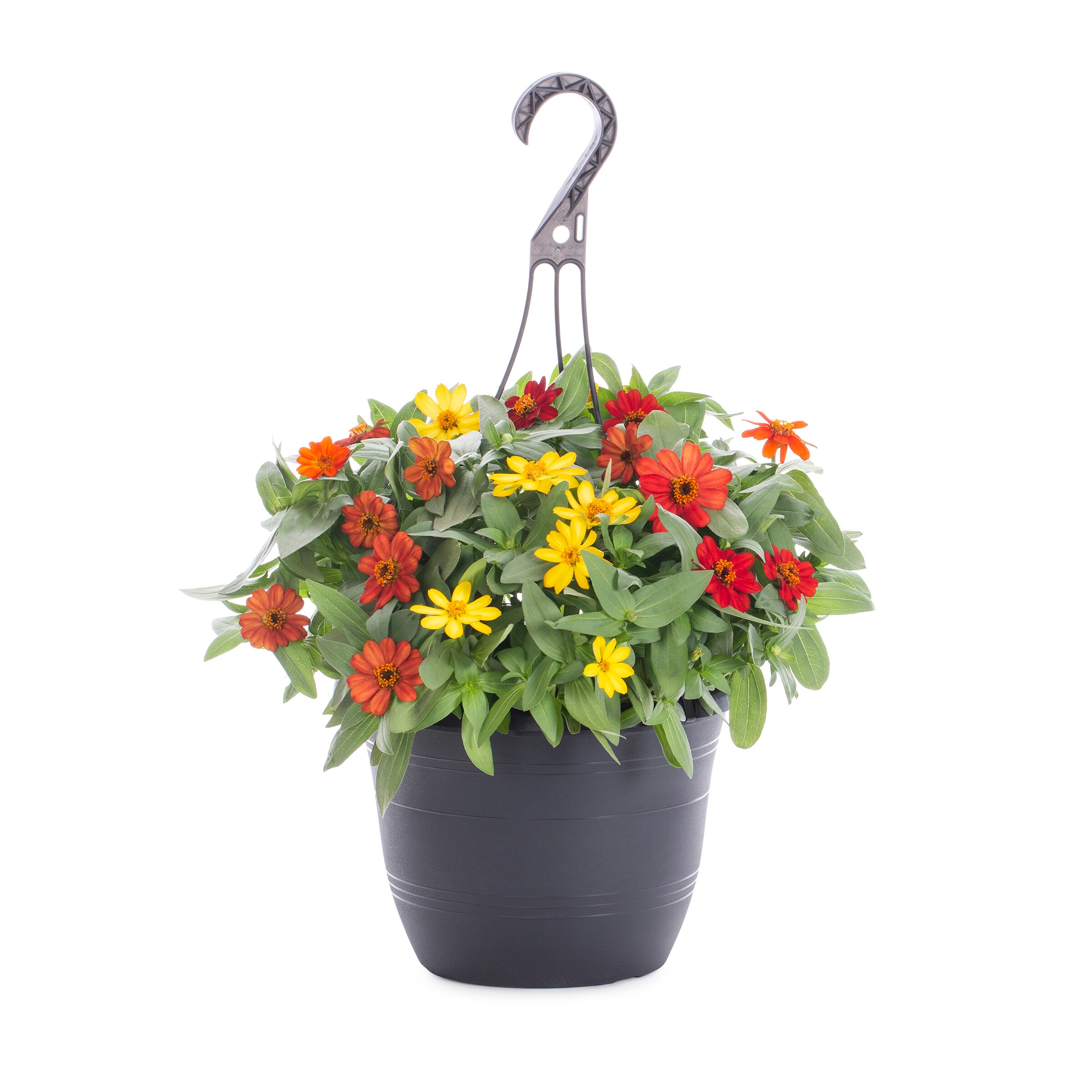 Lowe's 737022 Multicolor Zinnia in 1.5 Gallon(s) Hanging basket 1 -Pack