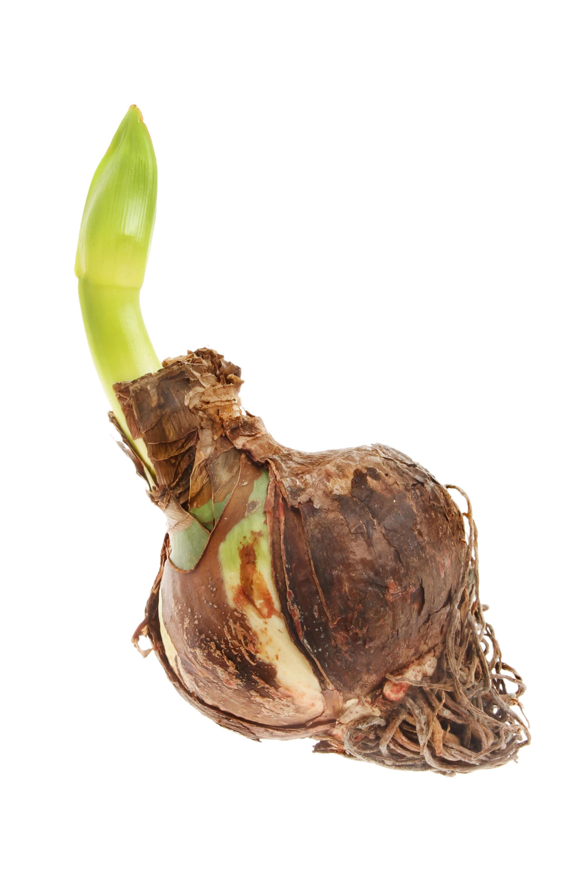 Hirt's Gardens 840344231100 Plant-Bulbs - View #4