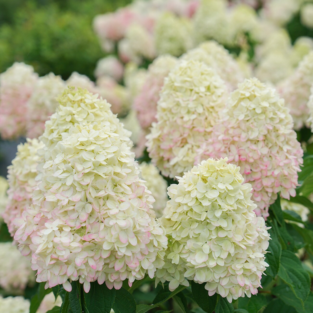 Perfect Plants Multicolor Limelight Prime Hydrangea Flowering Shrub in ...