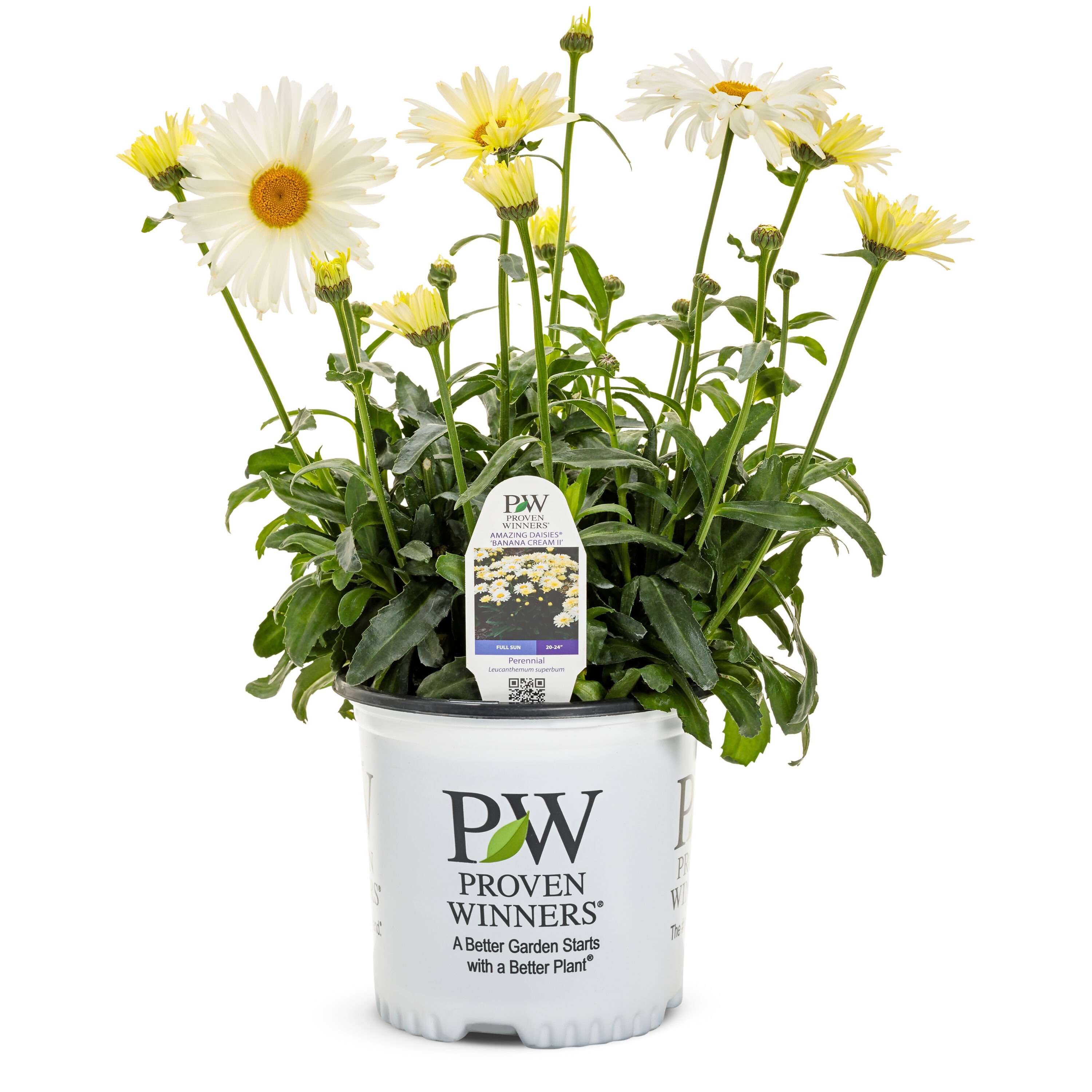 Proven Winners LEUPWP2026102 perennials - View #2