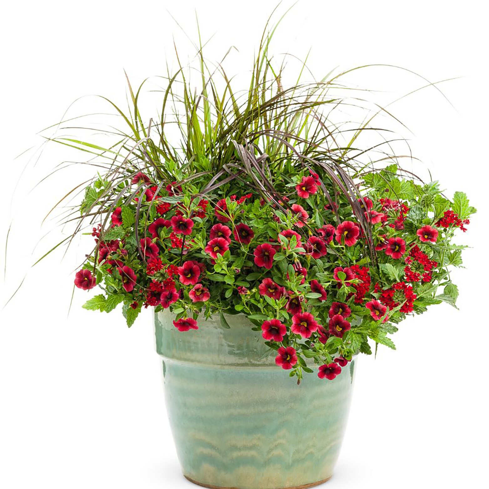 Proven Winners BELPRW1027504 annuals - View #3