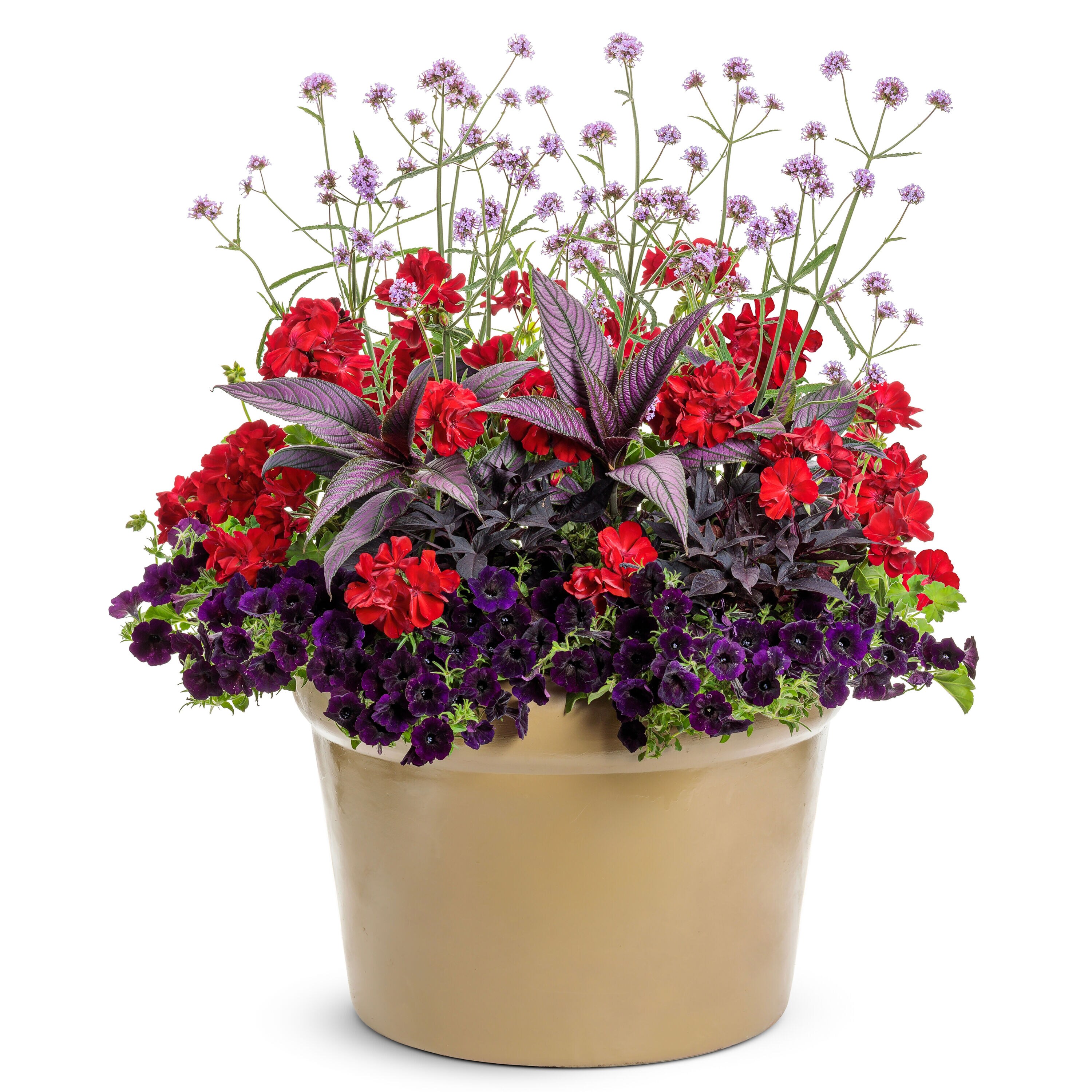 Proven Winners PELPRW1527504 annuals - View #5