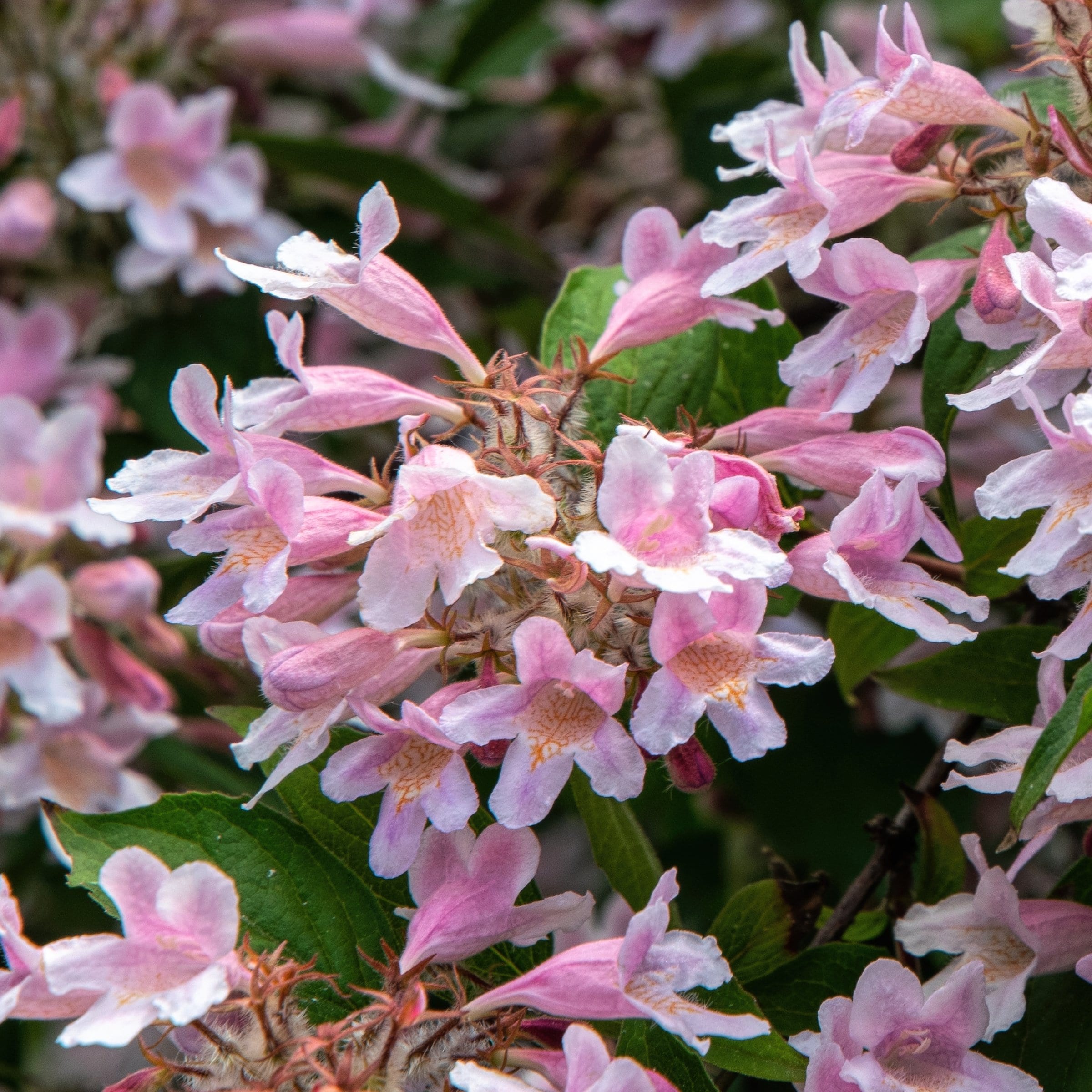 National Plant Network LW1845 Abelia Edward Gaucher Flowering Shrub in 3 -Gallon Pot 1 -Pack with Pink Blooms