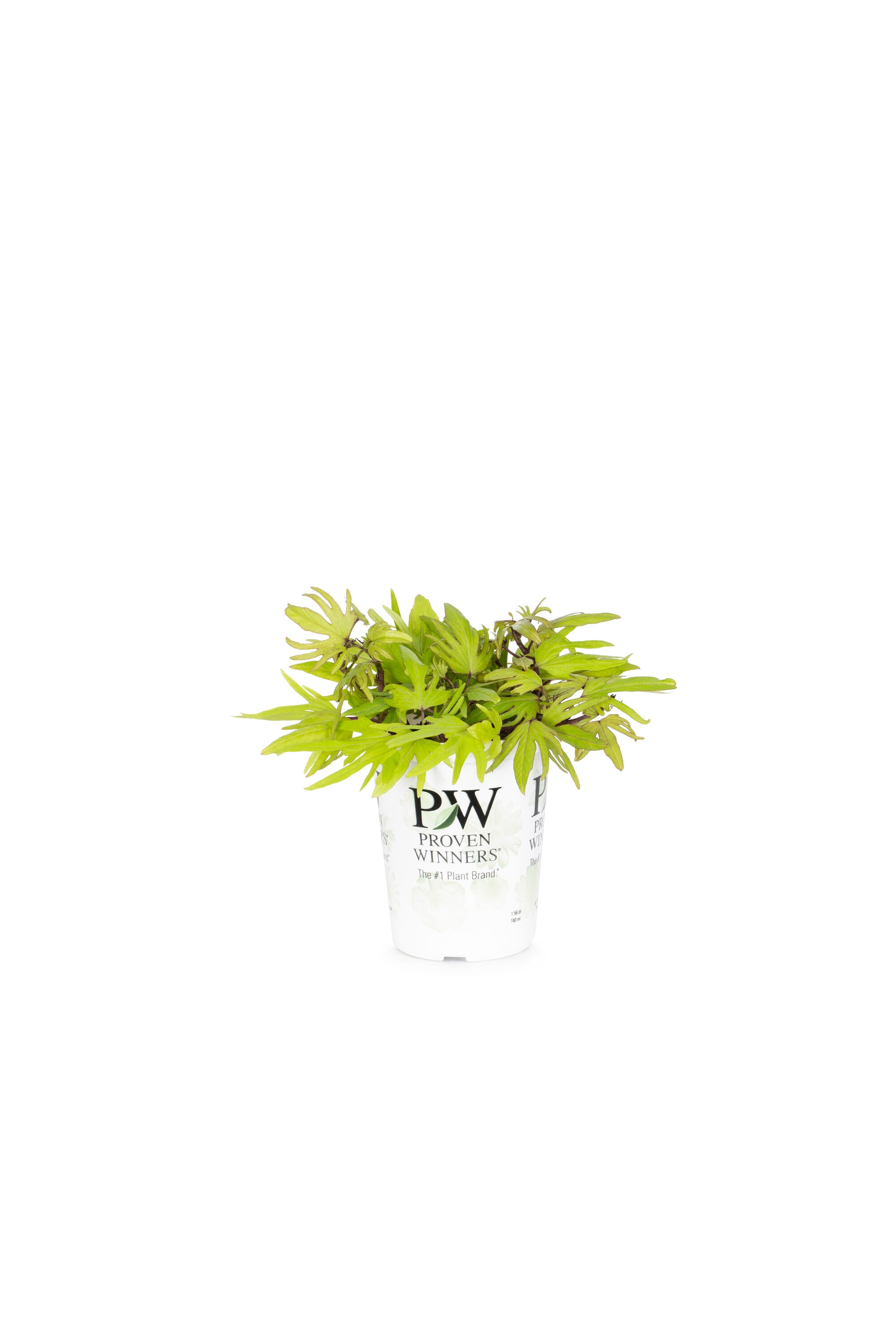 Proven Winners 5067 annuals - View #2