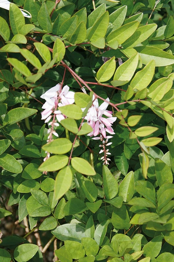 Accent Chinese Indigo Shrubs at Lowes.com