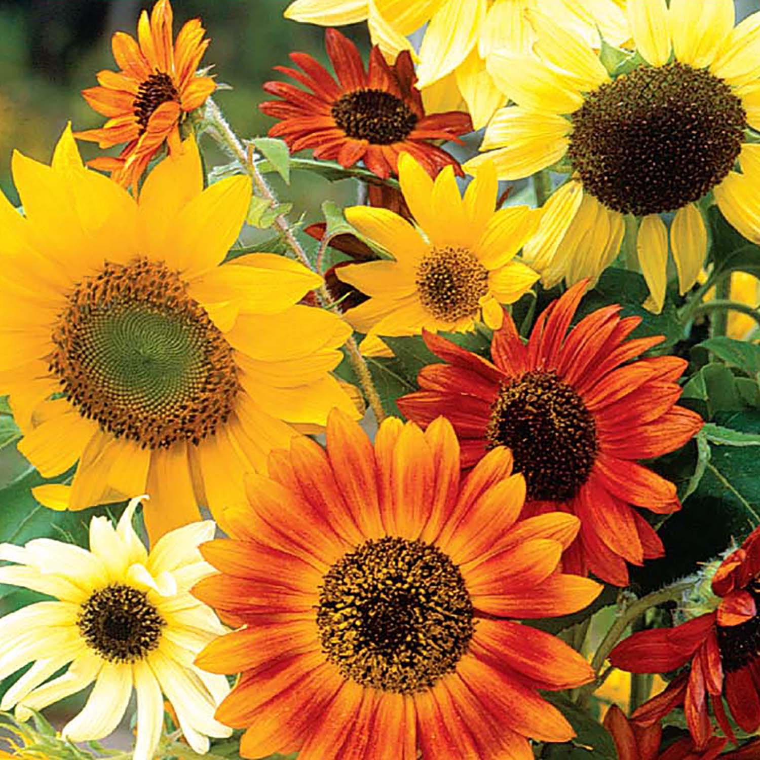 Ferry-Morse LC25.9507 seeds - View #3
