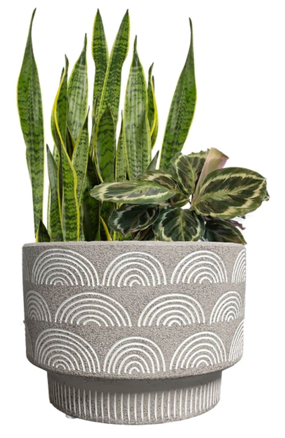 LiveTrends ASB07712 ROLLING TERRACE House plant in 36 Ounce(s) Pot 1 -Pack