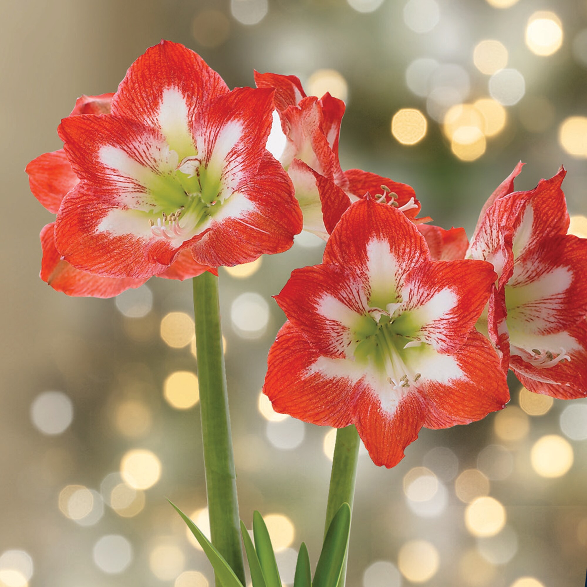 Garden State Bulb 10575 Multicolor Amaryllis Bulbs 1 Count