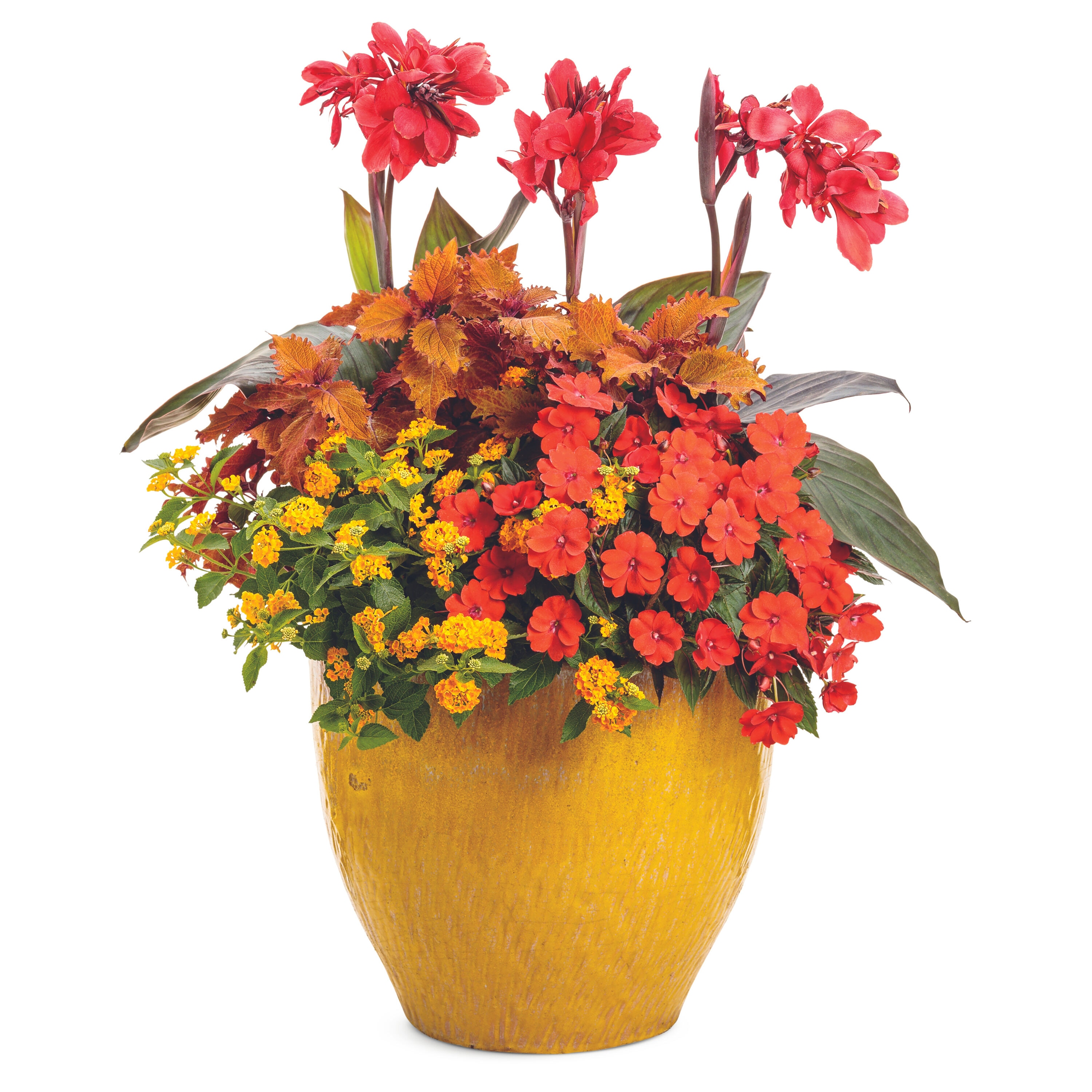 Proven Winners NGSPRS2077504 annuals - View #5