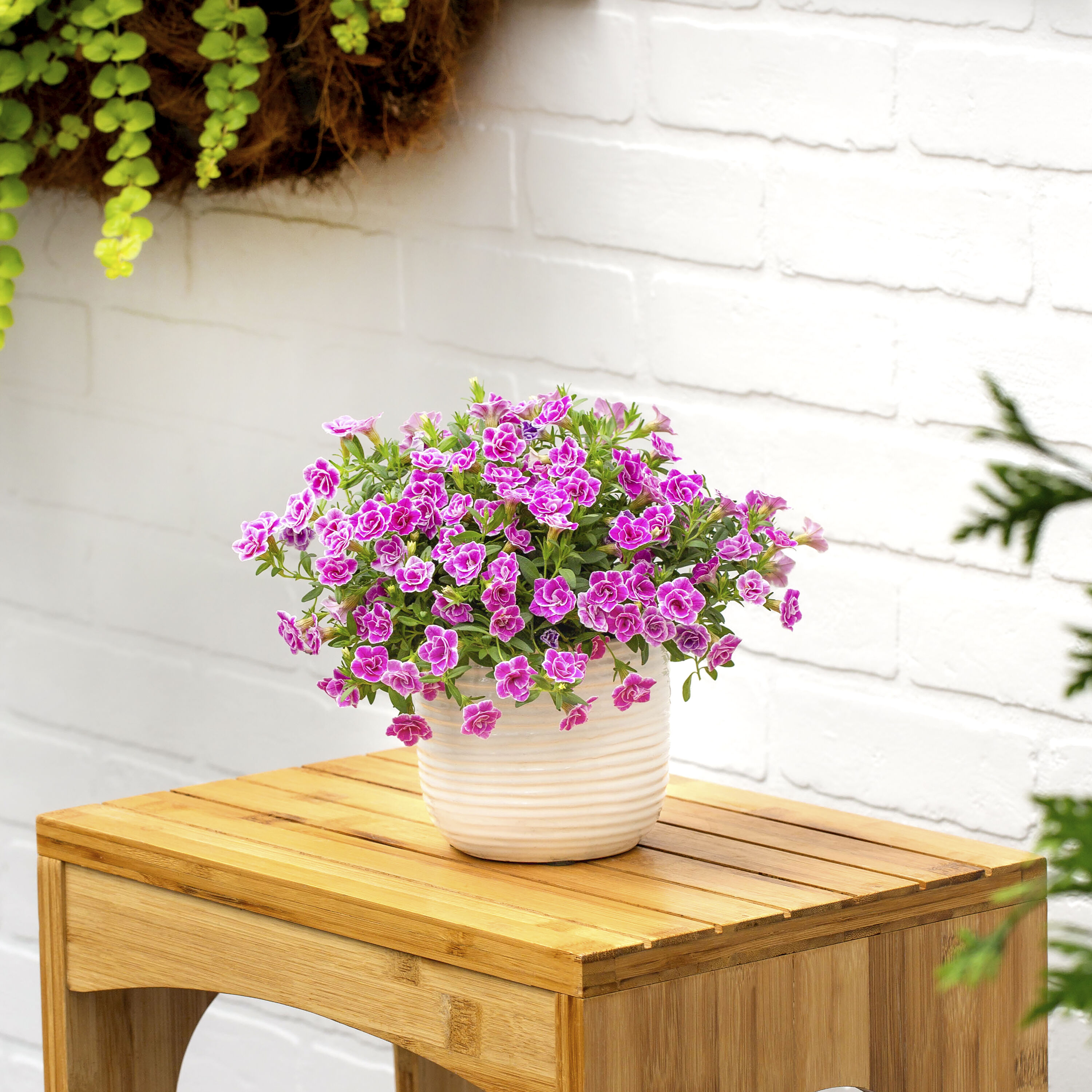 Proven Winners 4524 annuals - View #4