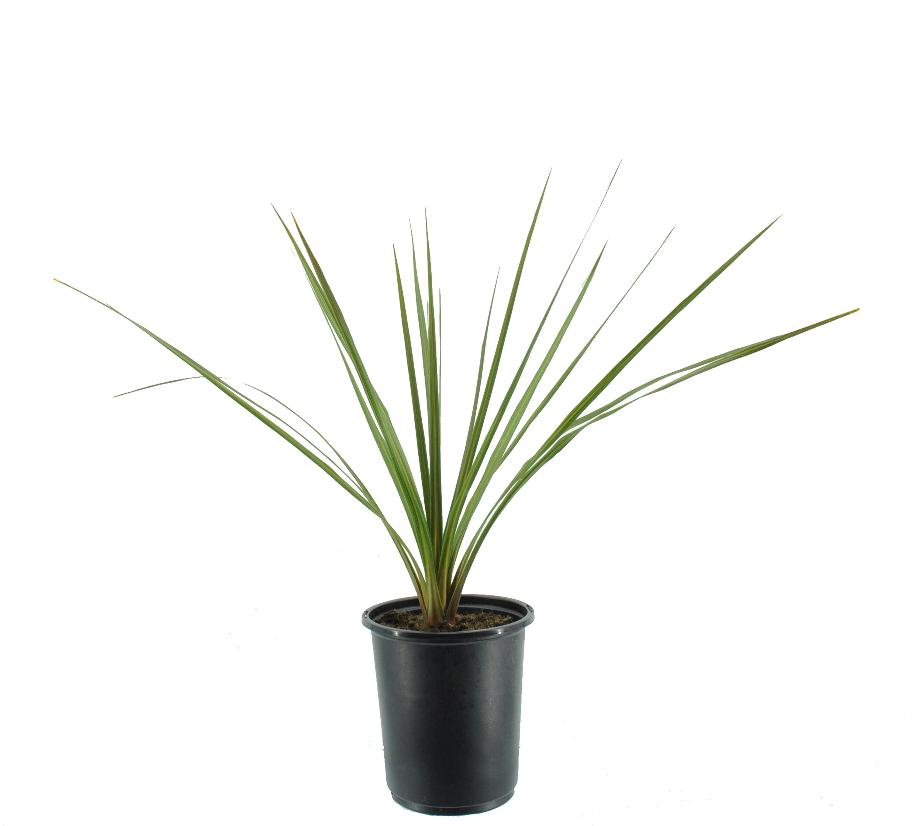  1256 perennials - View #2