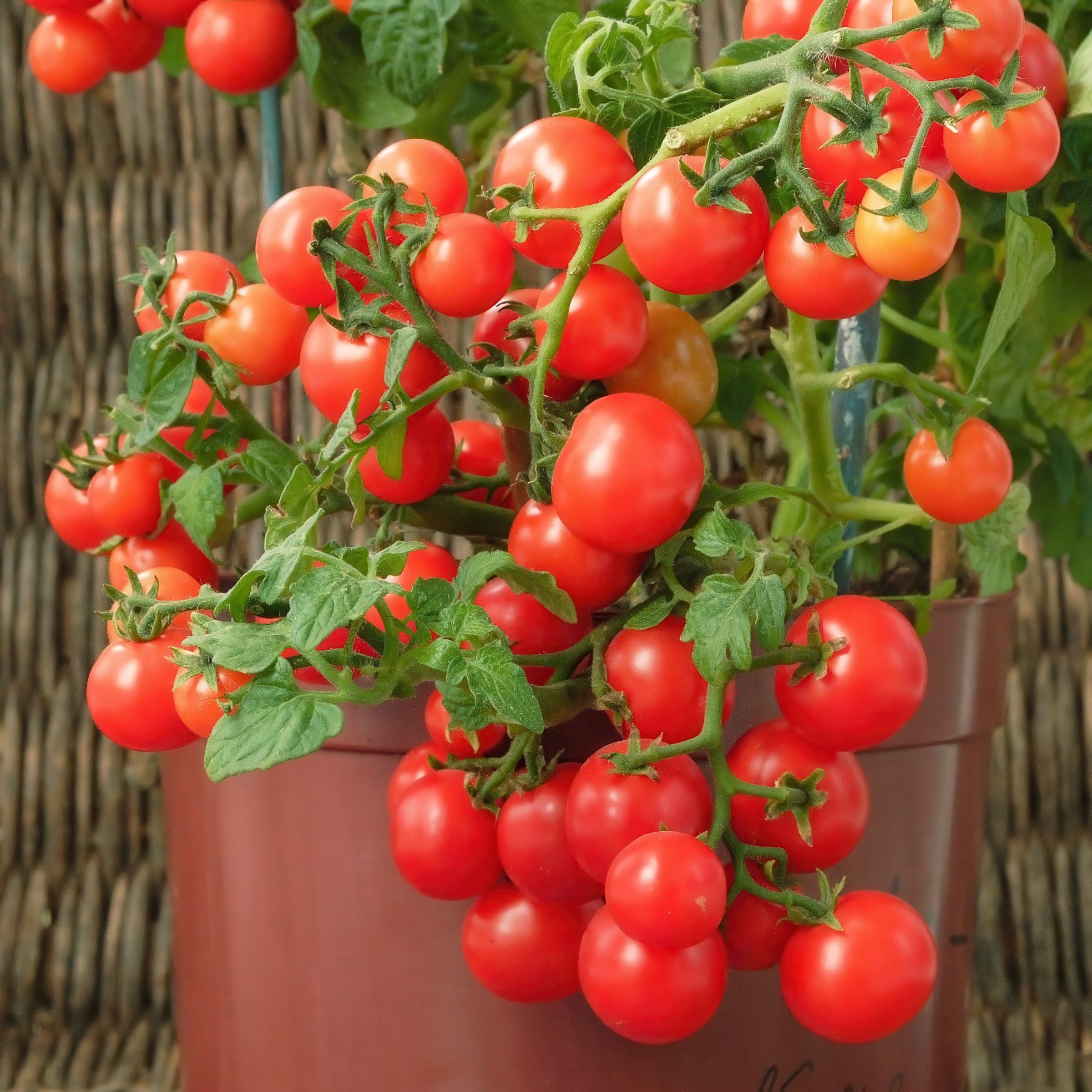 National Plant Network LW2586 Vegetable-Plants - View #11