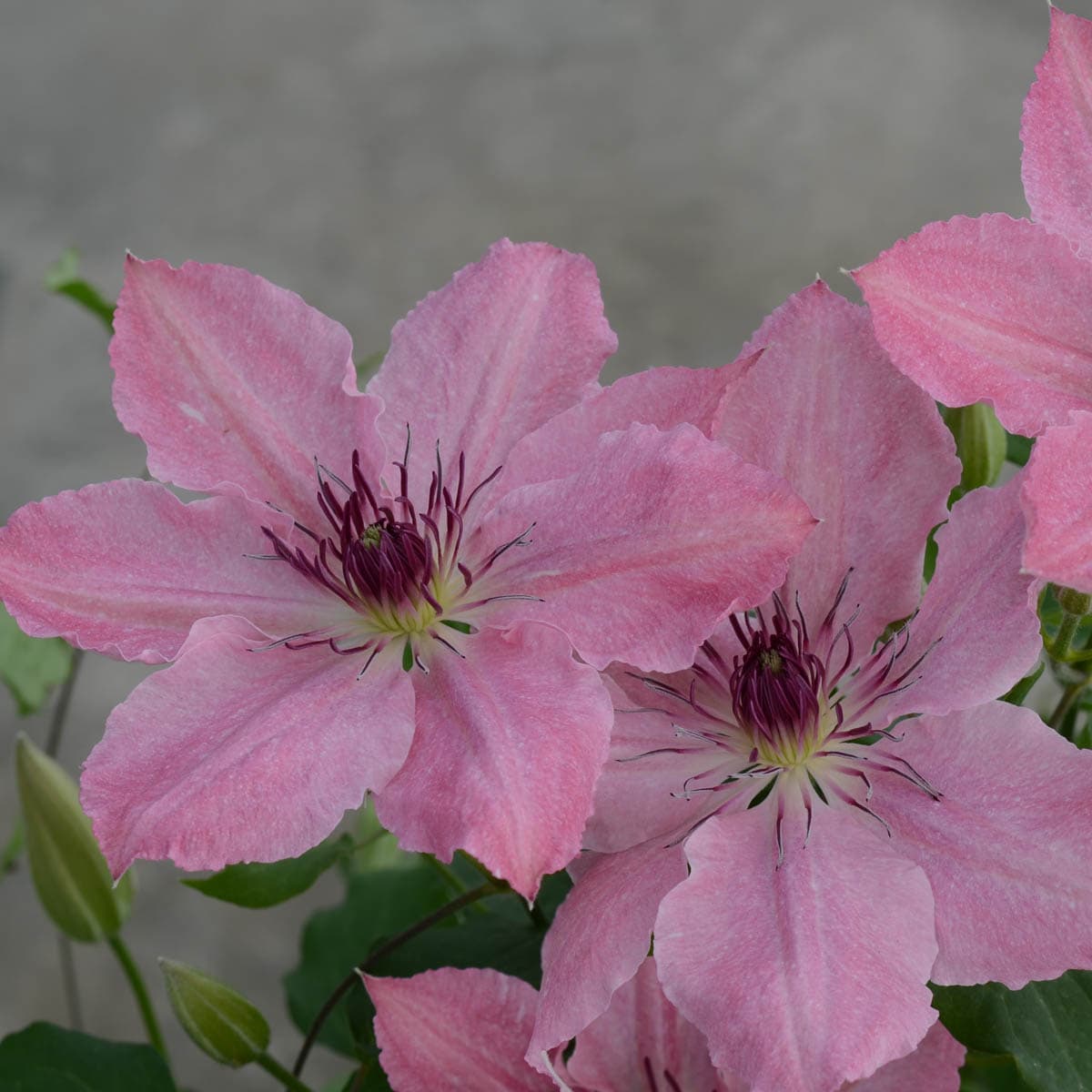 Spring Hill Nurseries 63899 Pink Sarah Elizabeth Clematis Vining Perennial Plant Plant in 1 -Pack Bareroot 1.0 -Pack