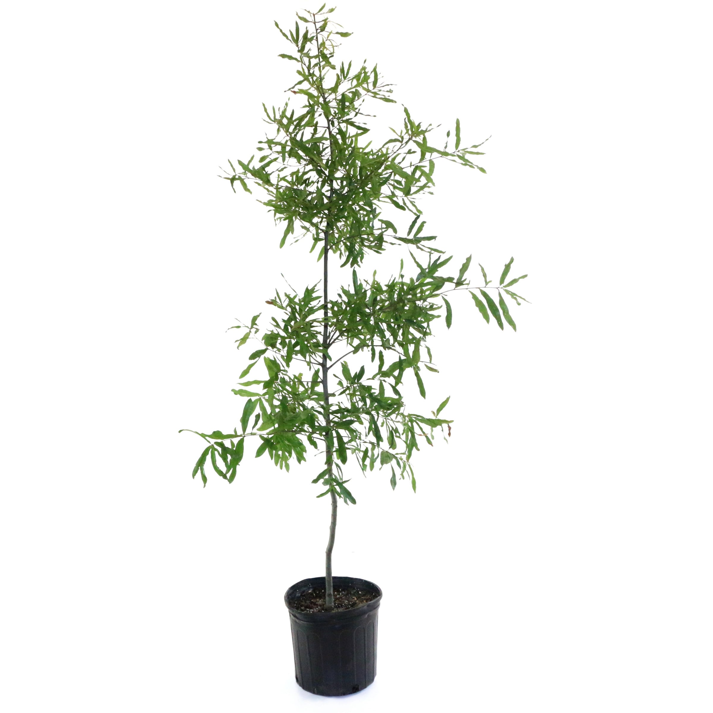 National Plant Network LW3017 3 -Gallon Shade Deciduous Willow Oak Tree In pot (with soil)